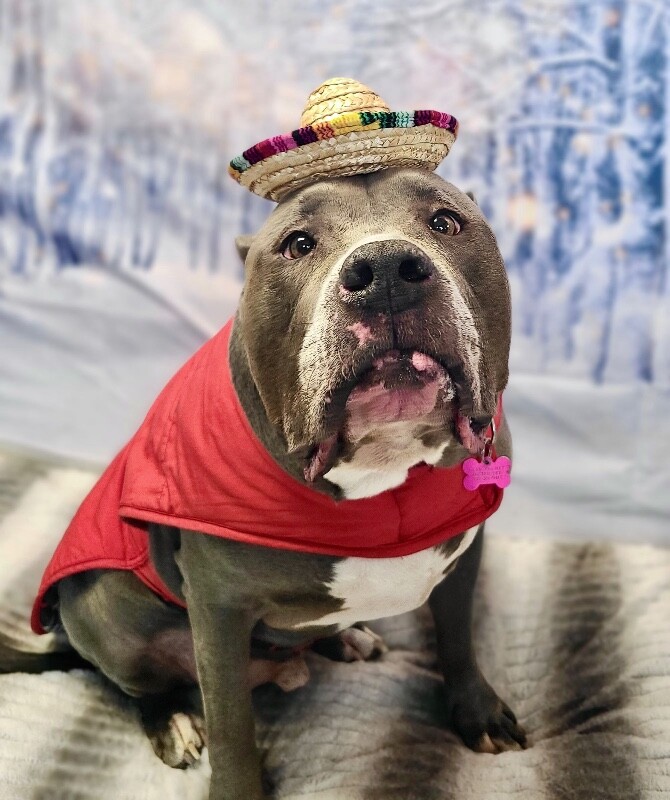 Picture of the Animal Listed