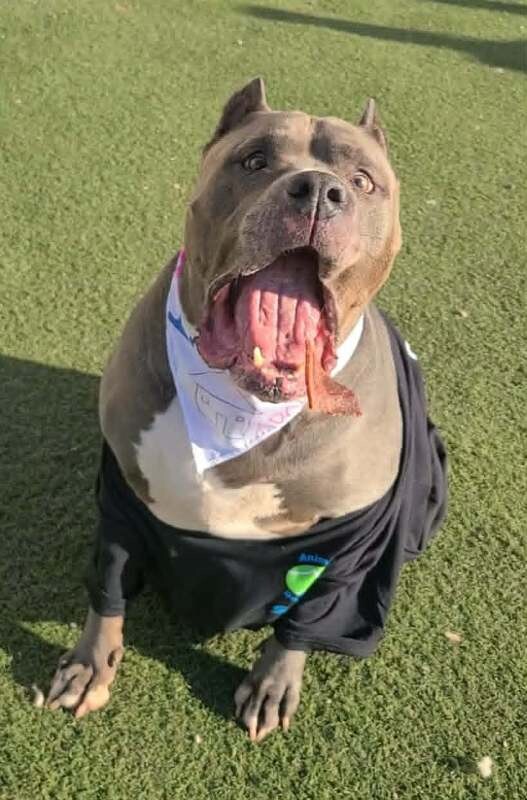 Picture of the Animal Listed