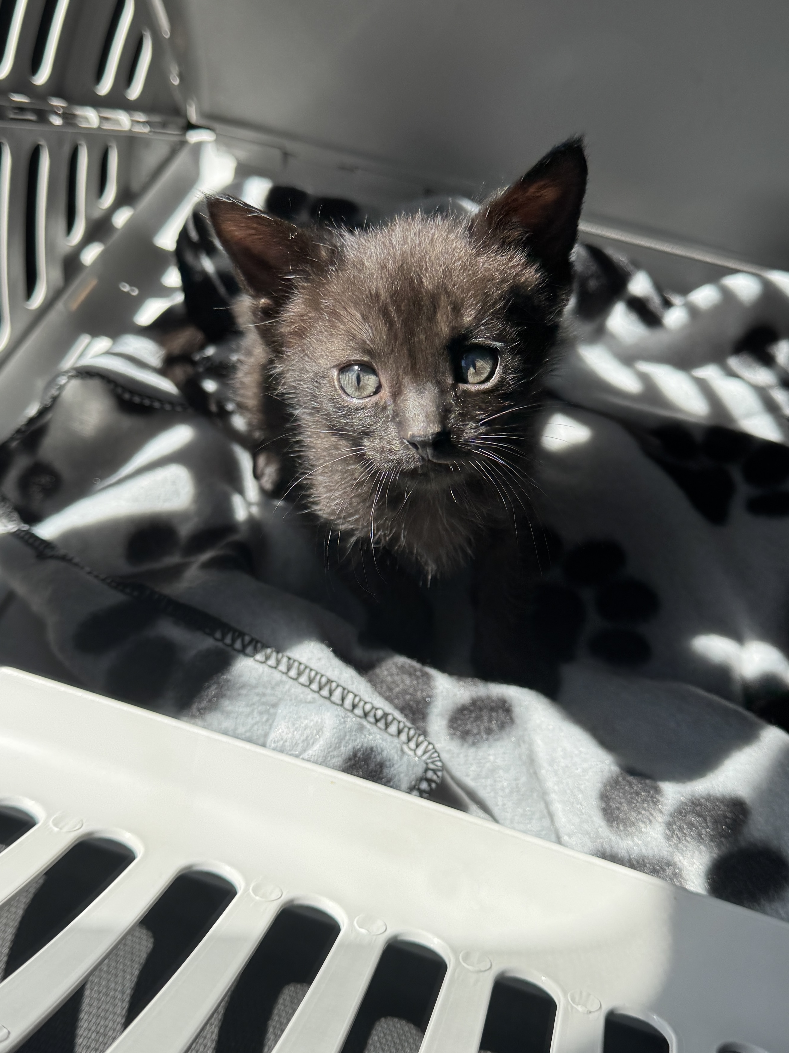 Picture of the Animal Listed