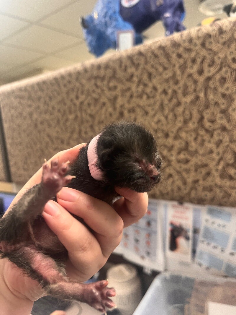 Picture of the Animal Listed