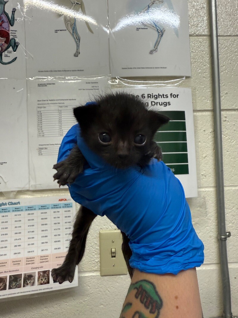 Picture of the Animal Listed