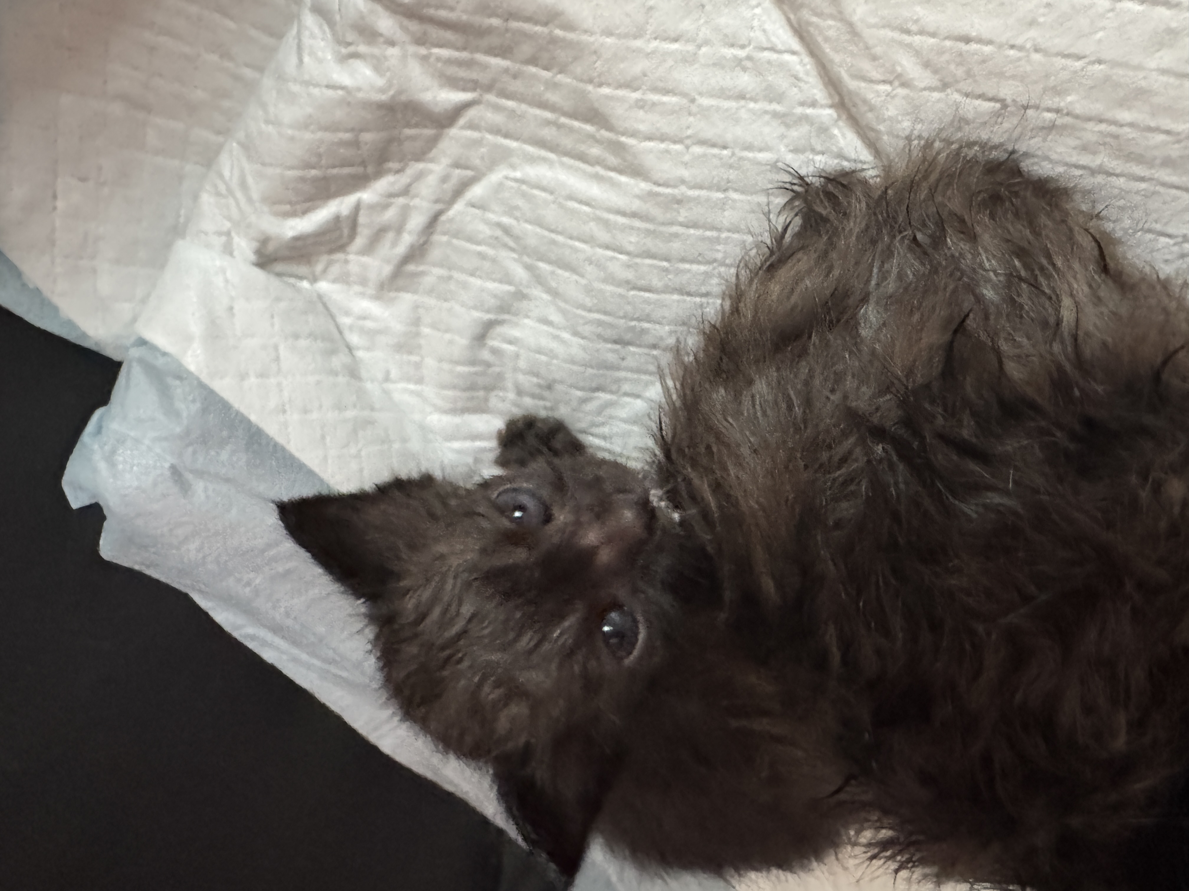 Picture of the Animal Listed