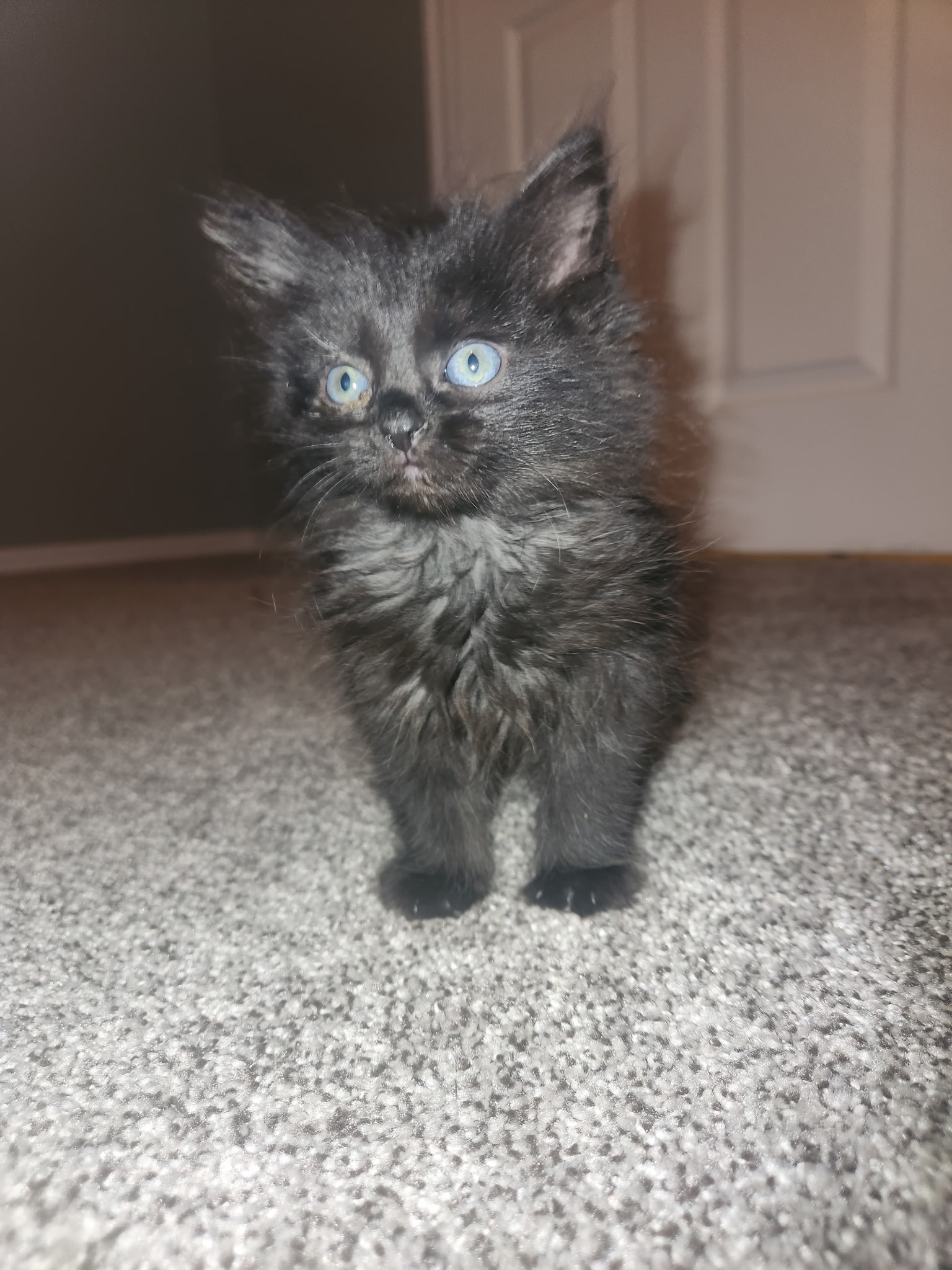 Picture of the Animal Listed
