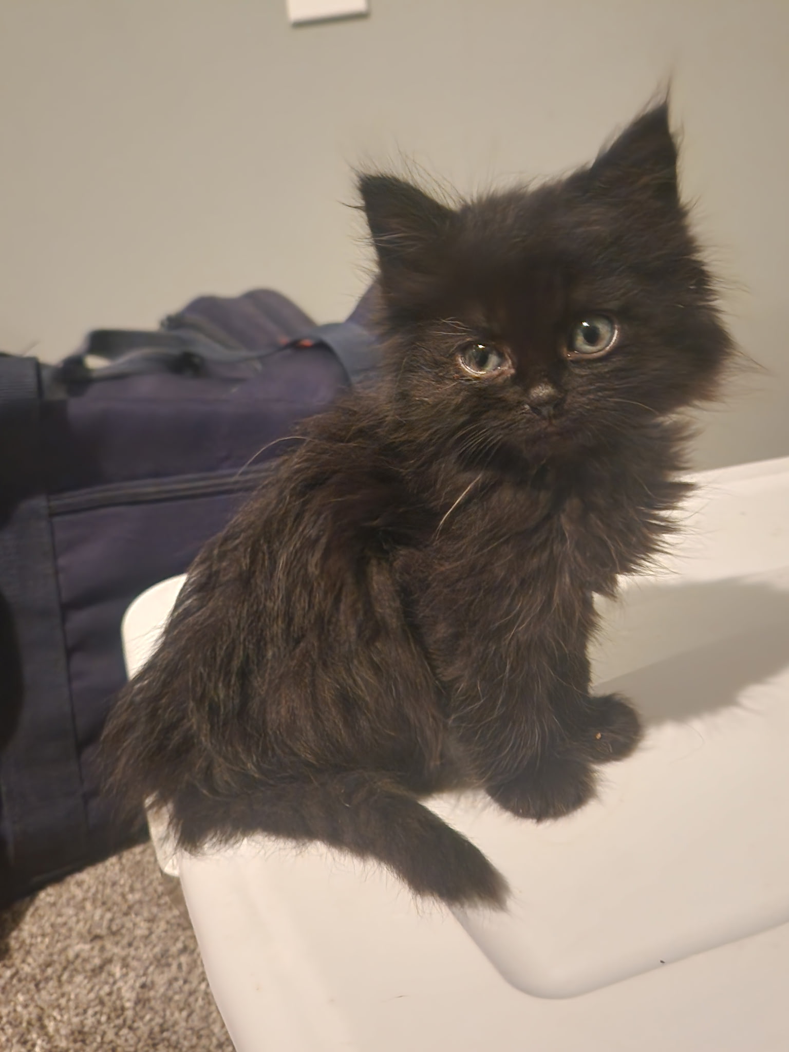 Picture of the Animal Listed
