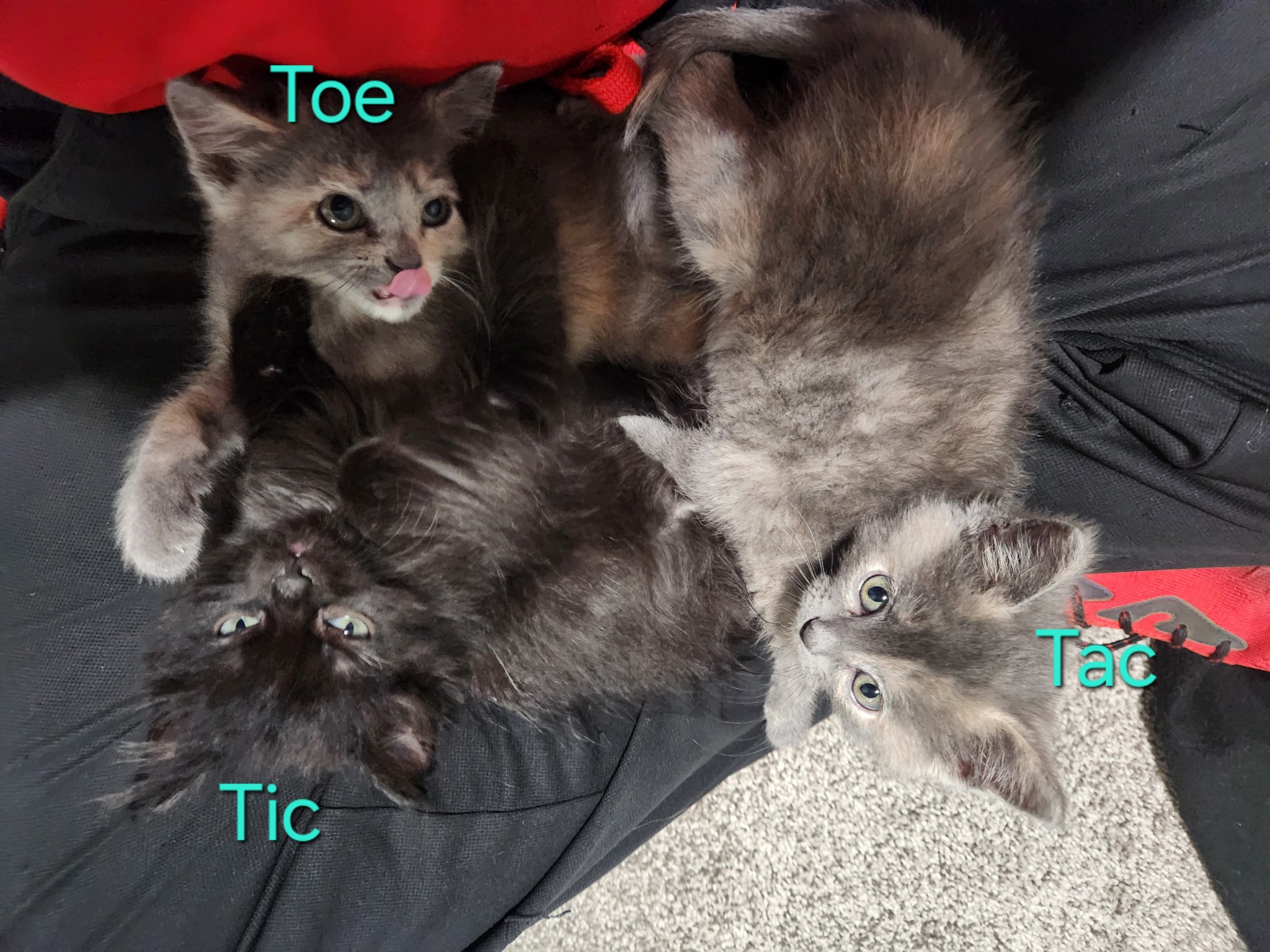 Picture of the Animal Listed