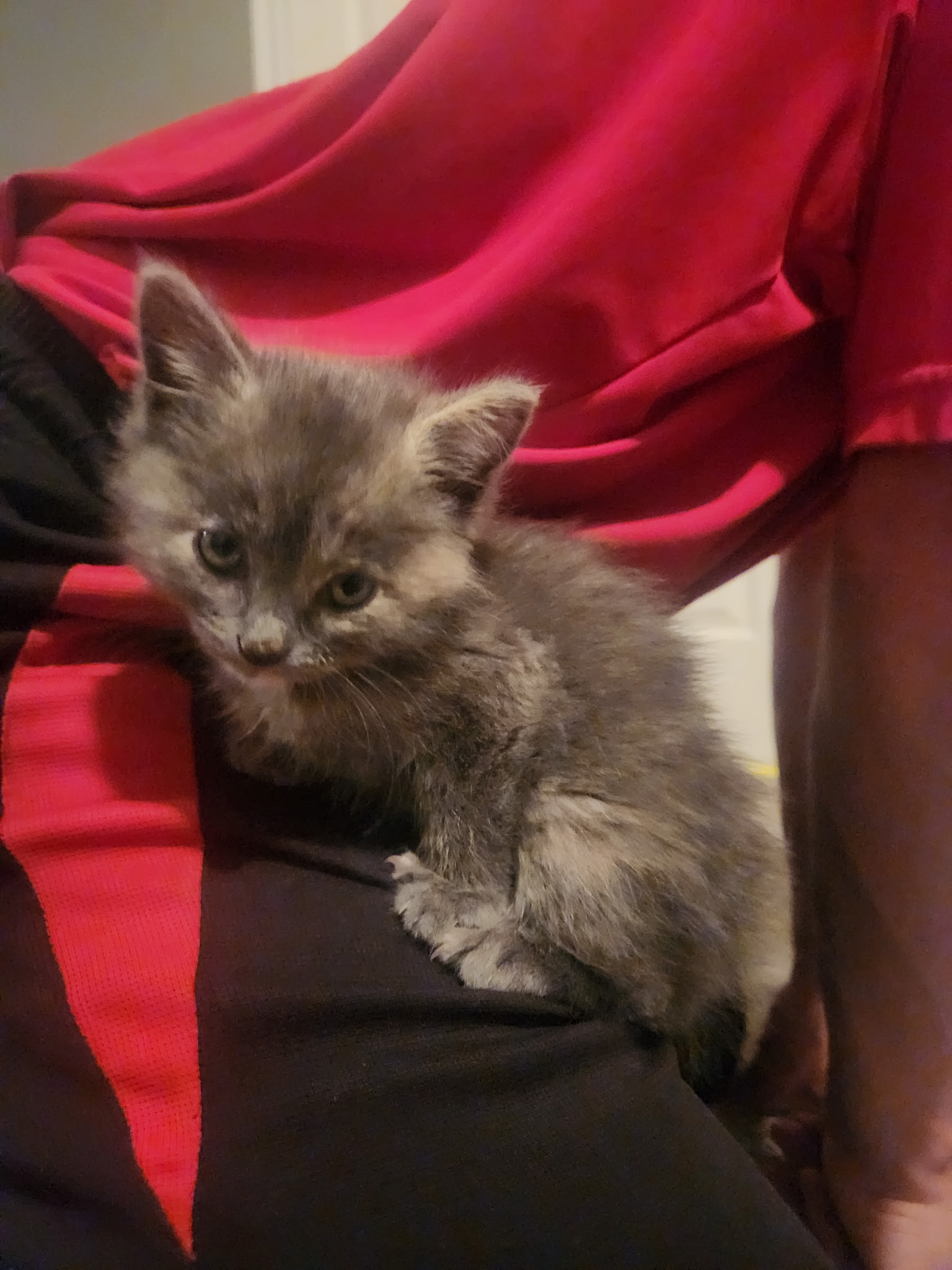 Picture of the Animal Listed