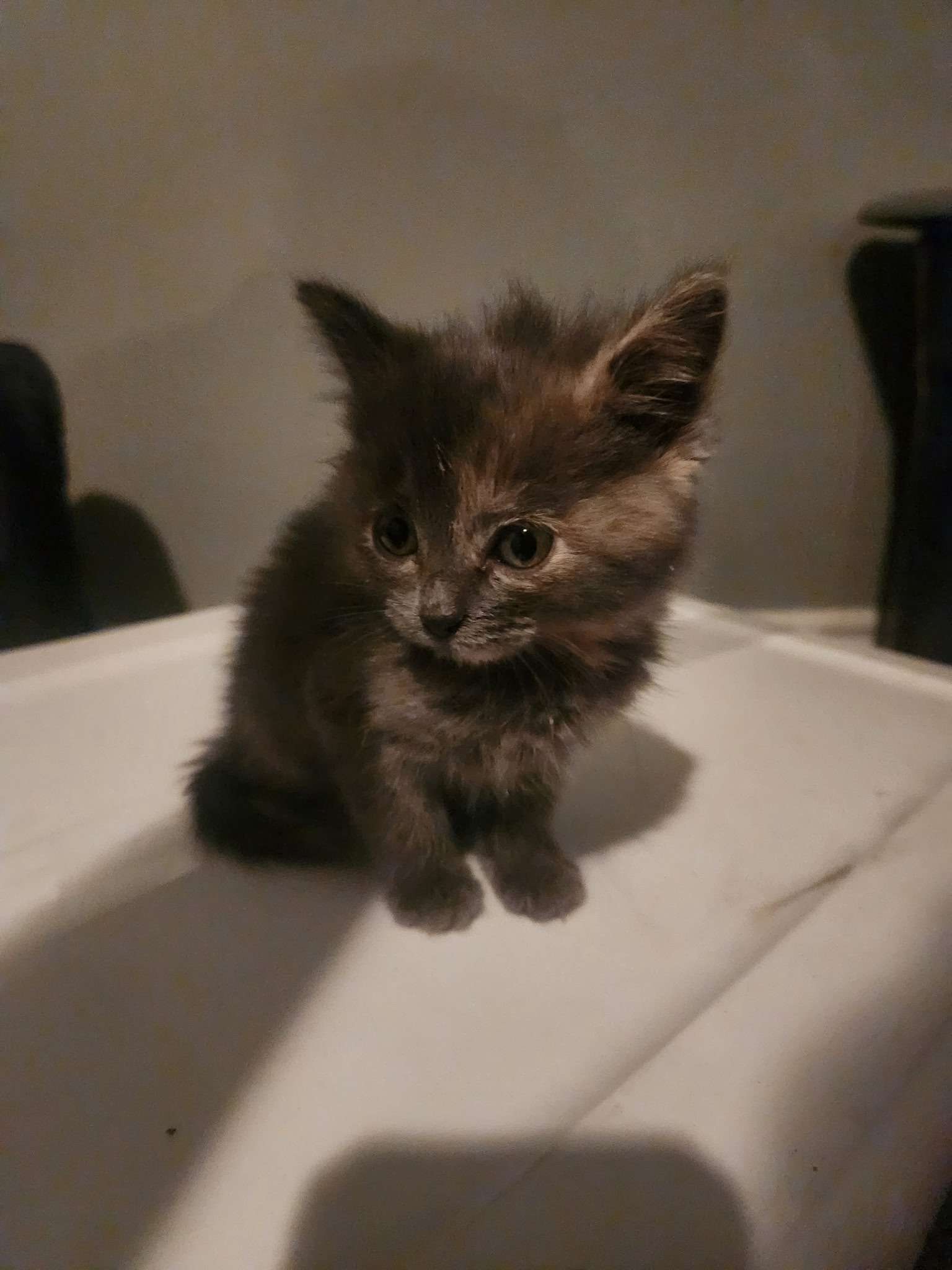 Picture of the Animal Listed