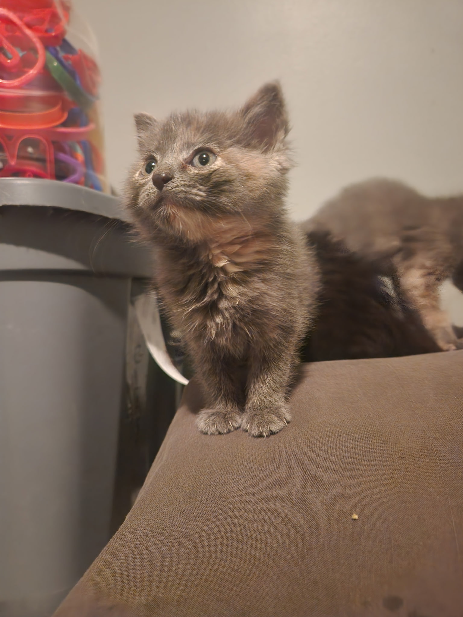 Picture of the Animal Listed