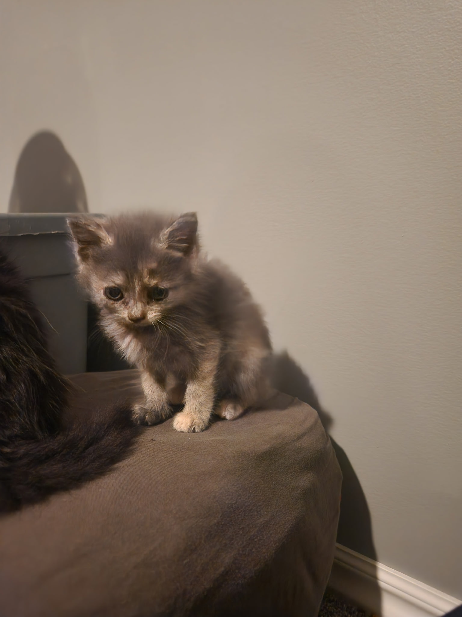 Picture of the Animal Listed