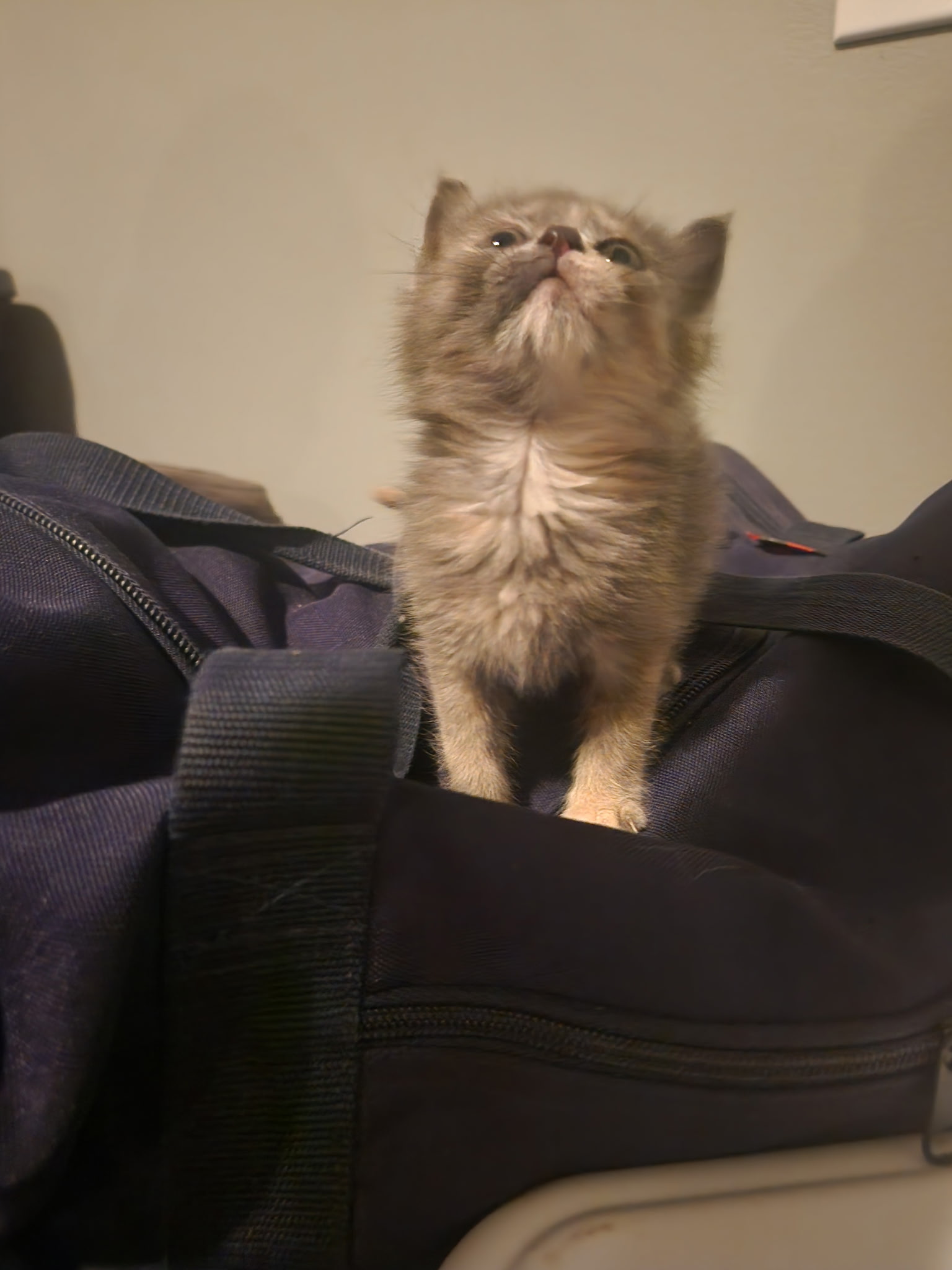 Picture of the Animal Listed