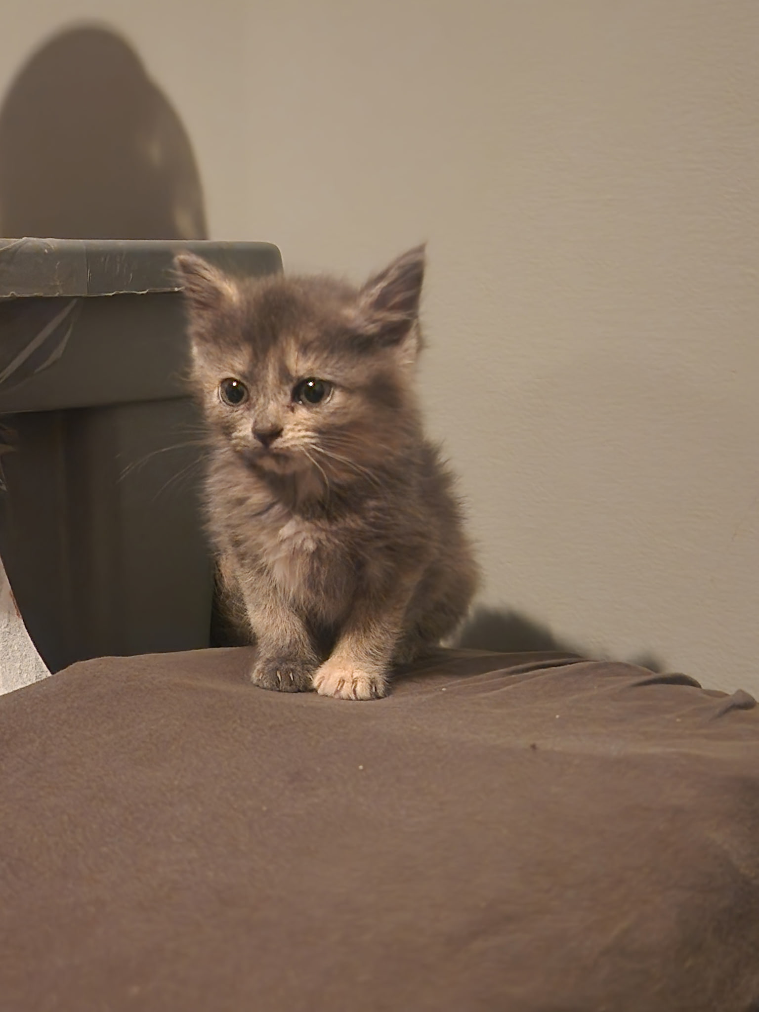 Picture of the Animal Listed