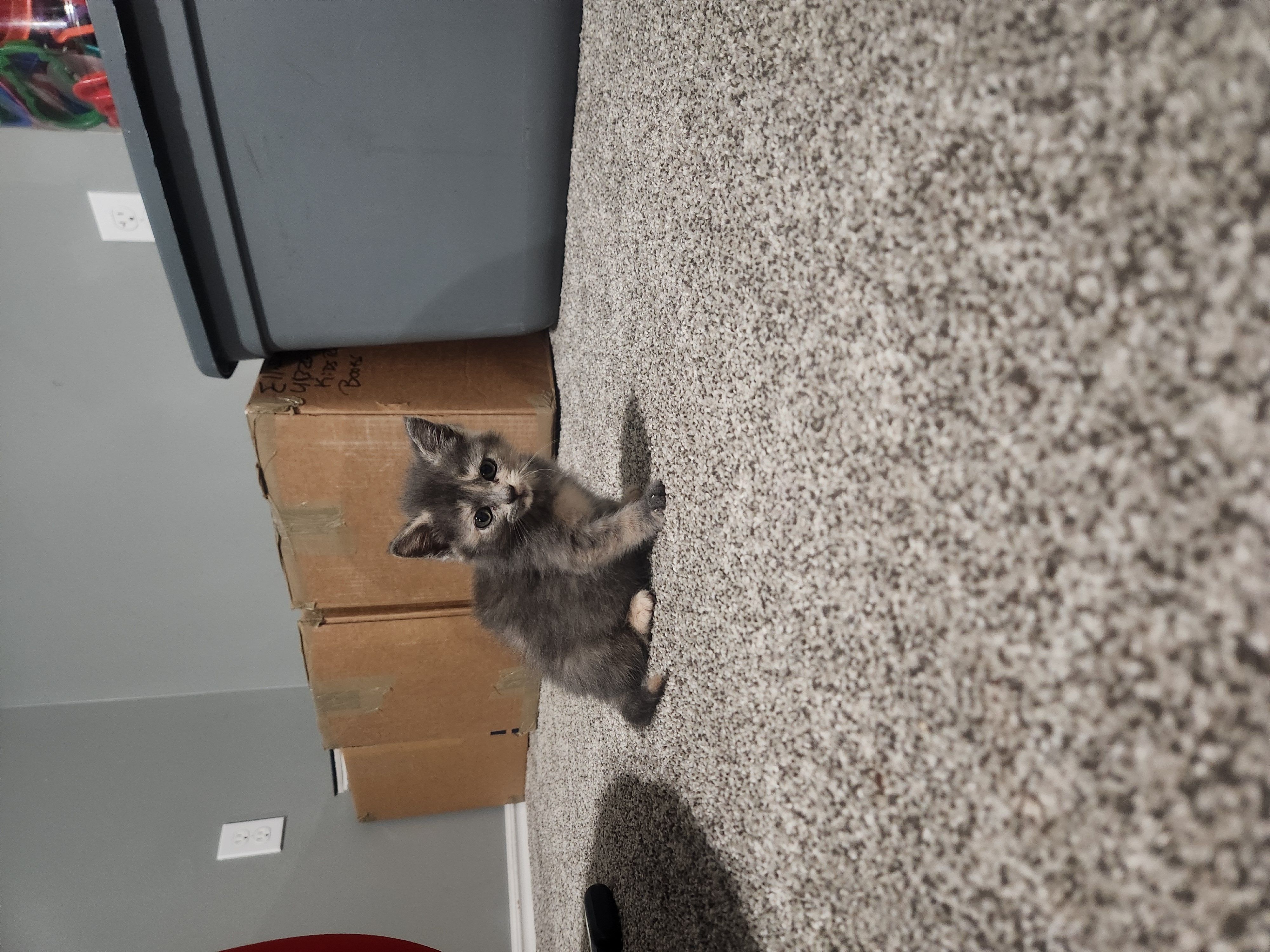 Picture of the Animal Listed