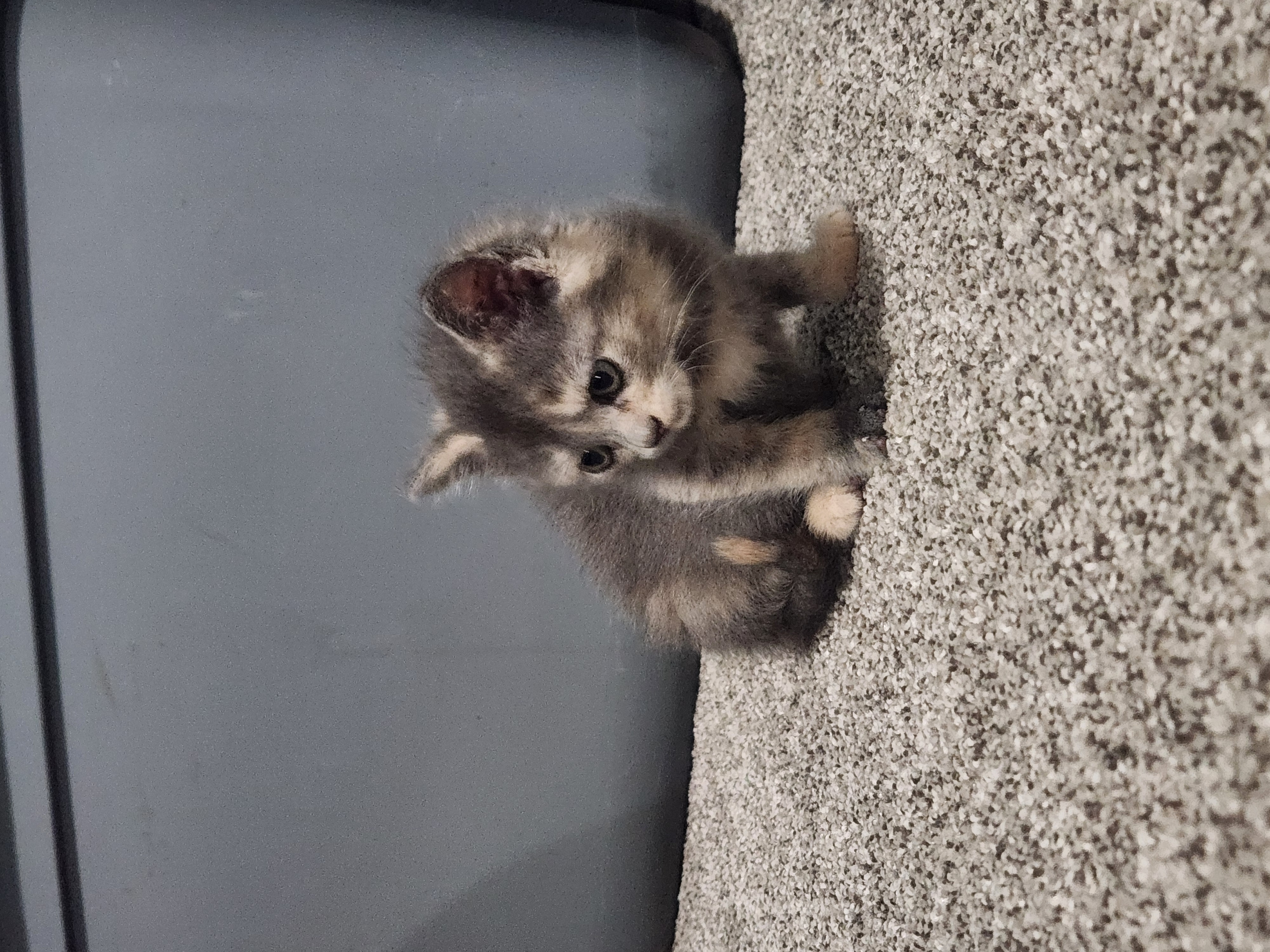 Picture of the Animal Listed
