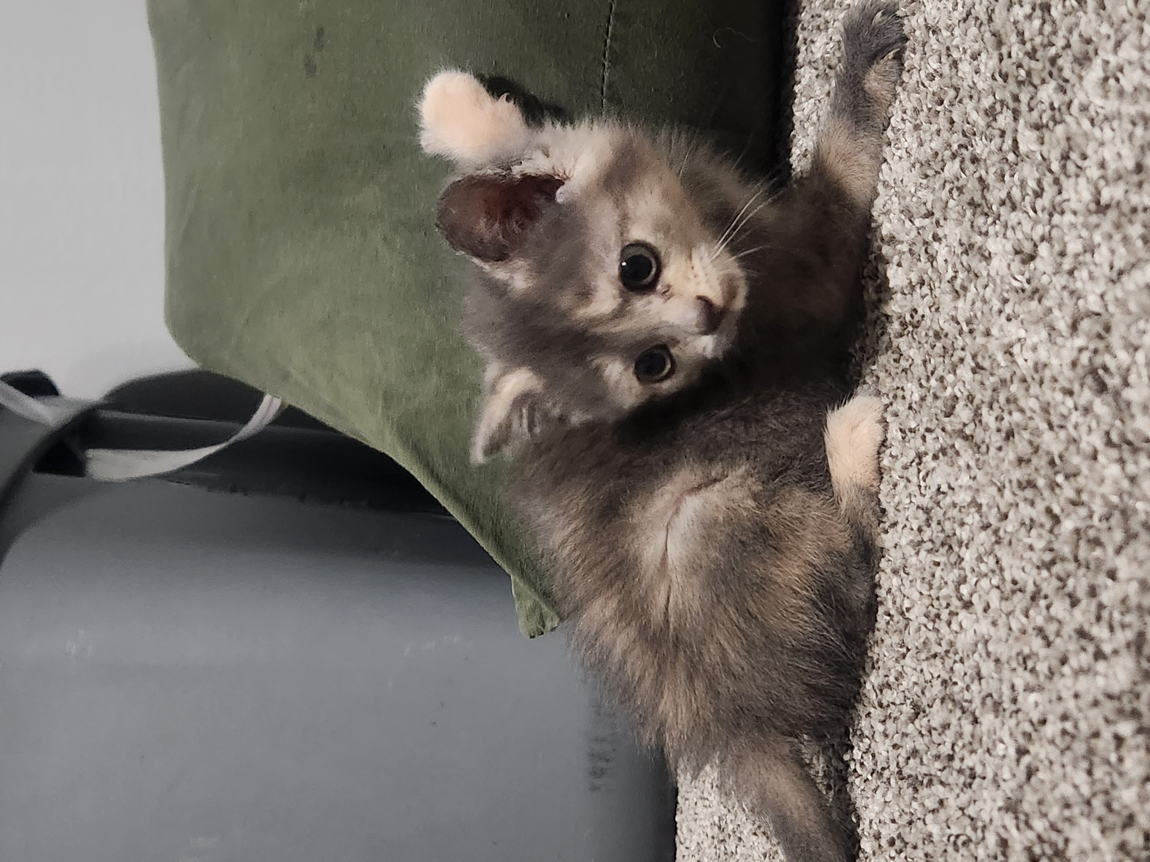 Picture of the Animal Listed