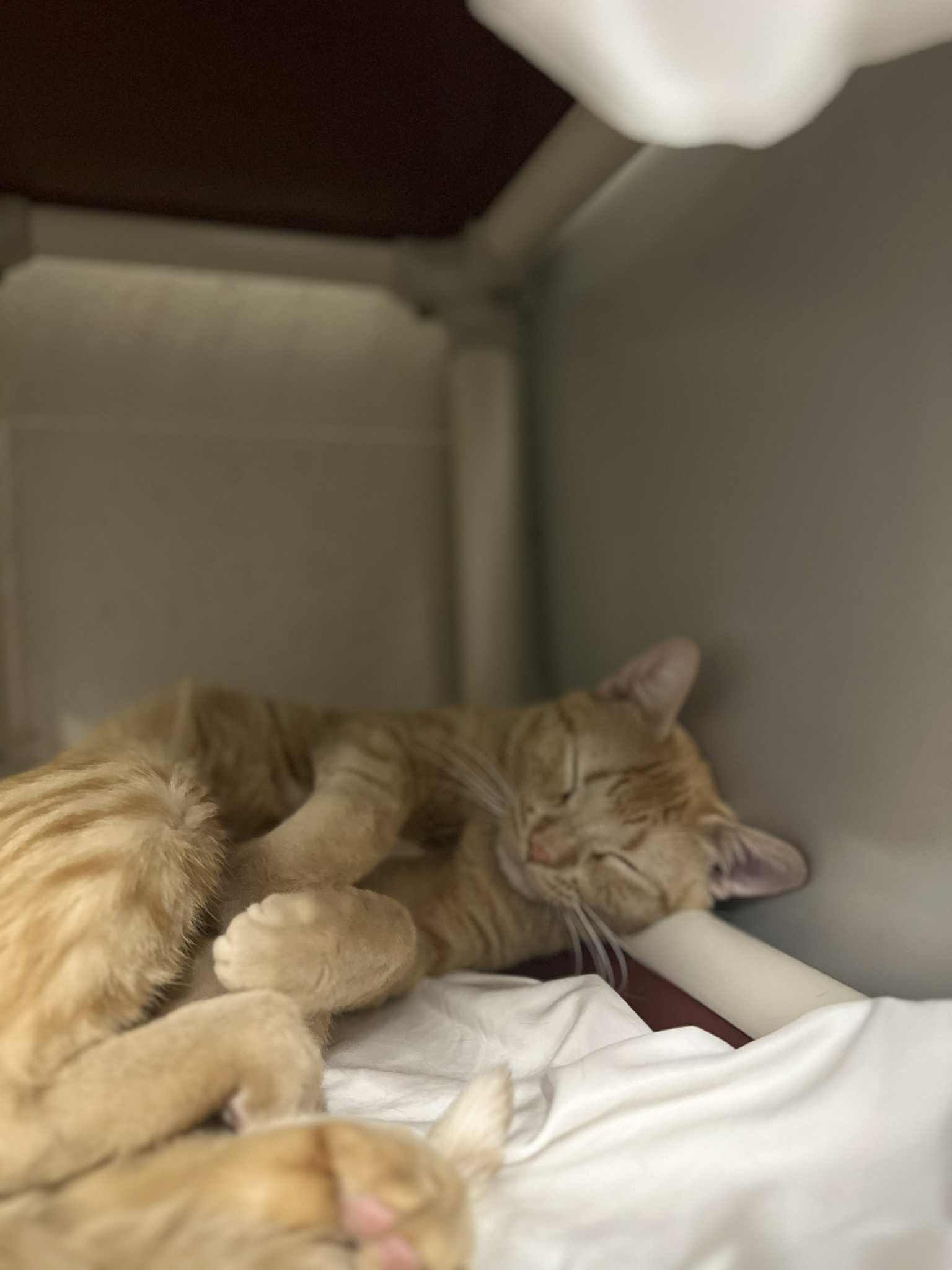 Picture of the Animal Listed