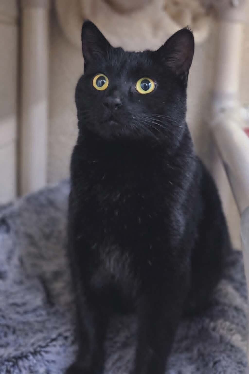 Picture of the Animal Listed