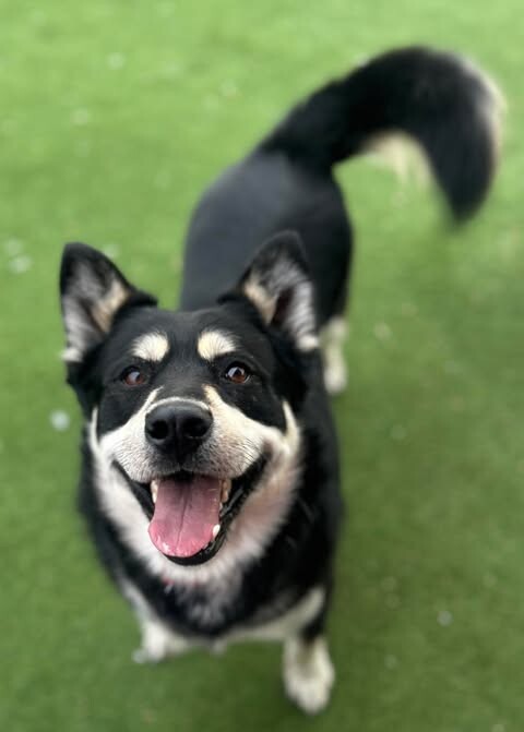 Picture of the Animal Listed