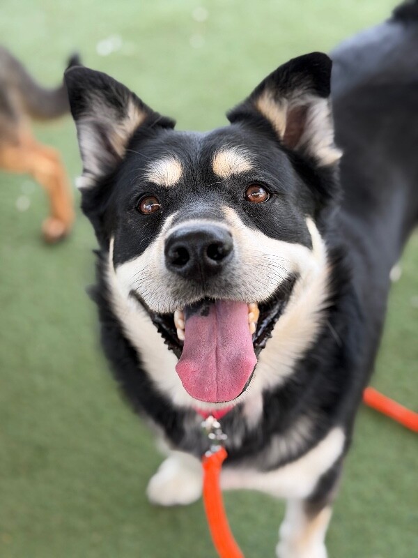 Picture of the Animal Listed