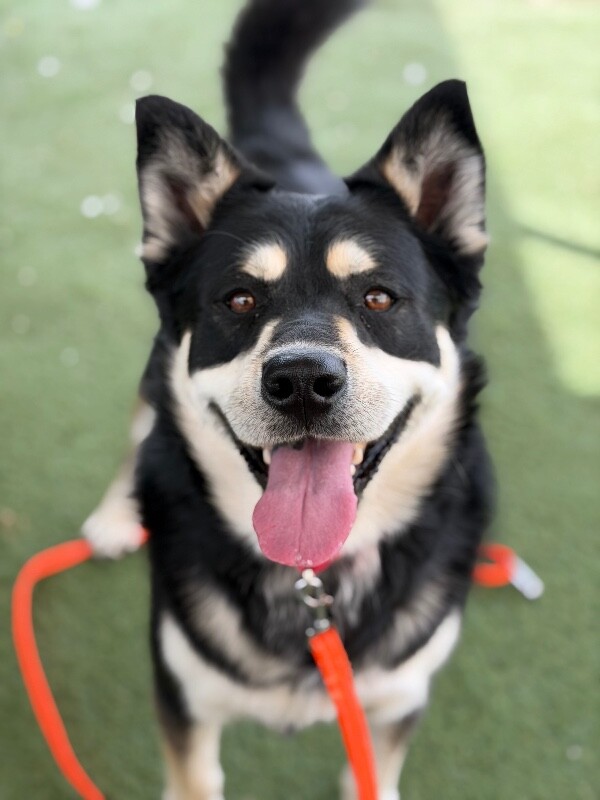 Picture of the Animal Listed