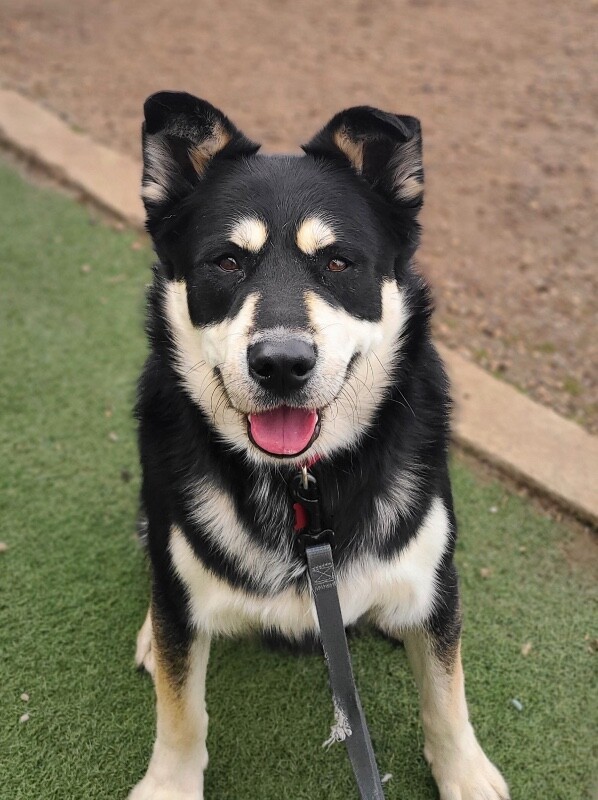 Picture of the Animal Listed