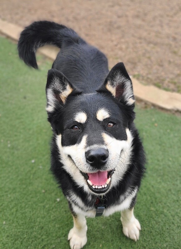 Picture of the Animal Listed