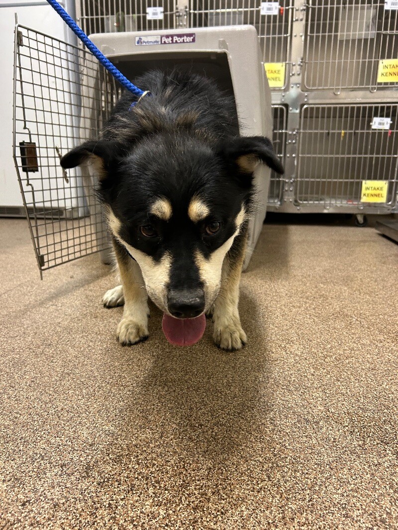 Picture of the Animal Listed