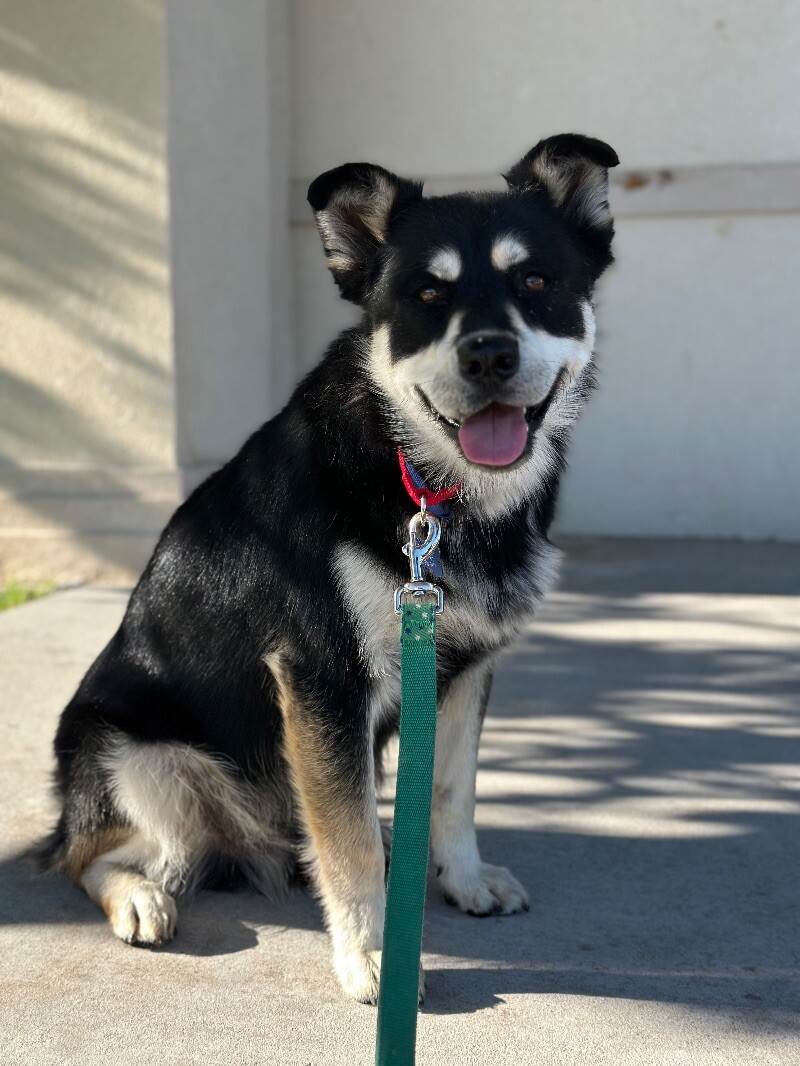 Picture of the Animal Listed