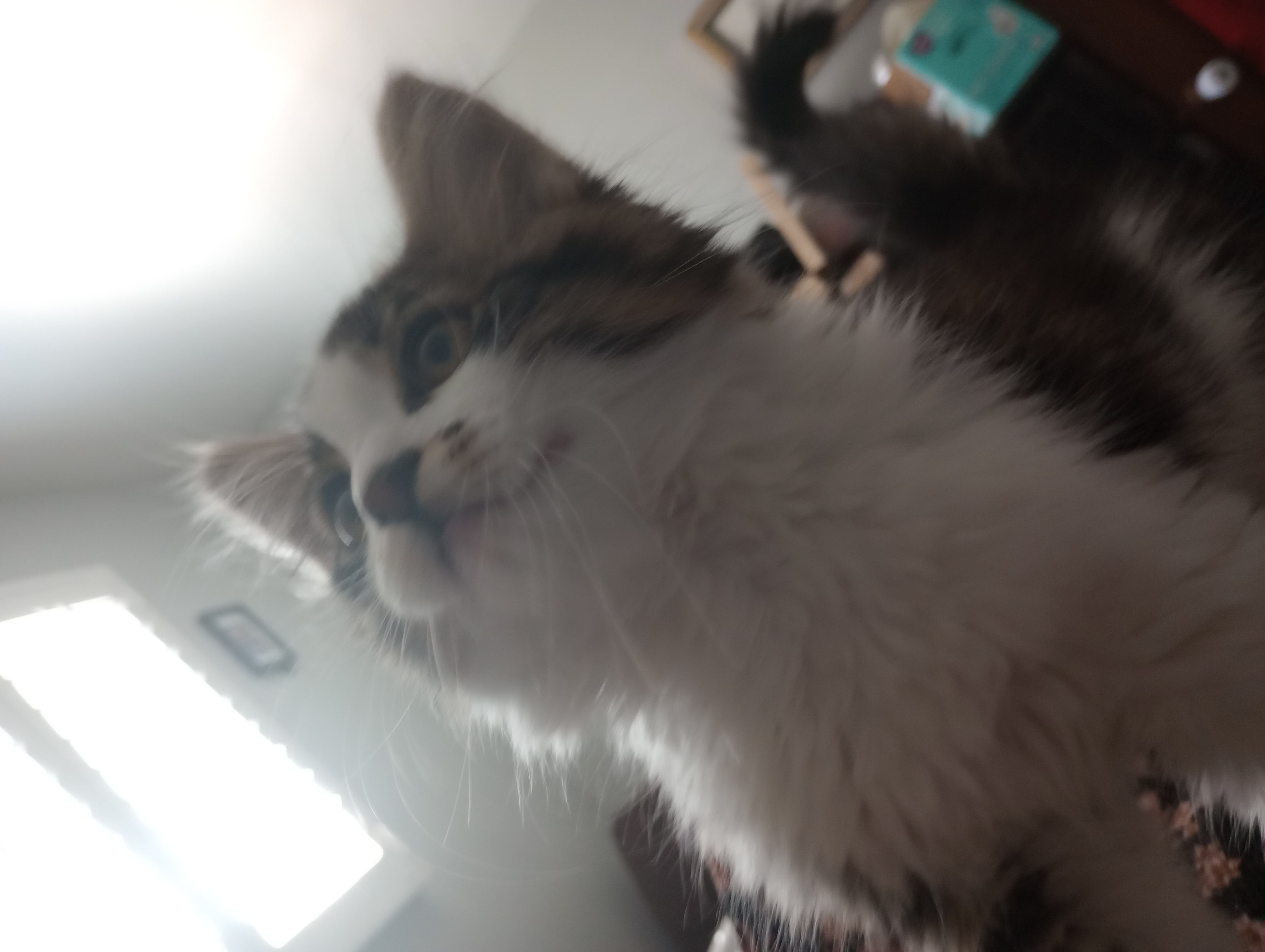 Picture of the Animal Listed