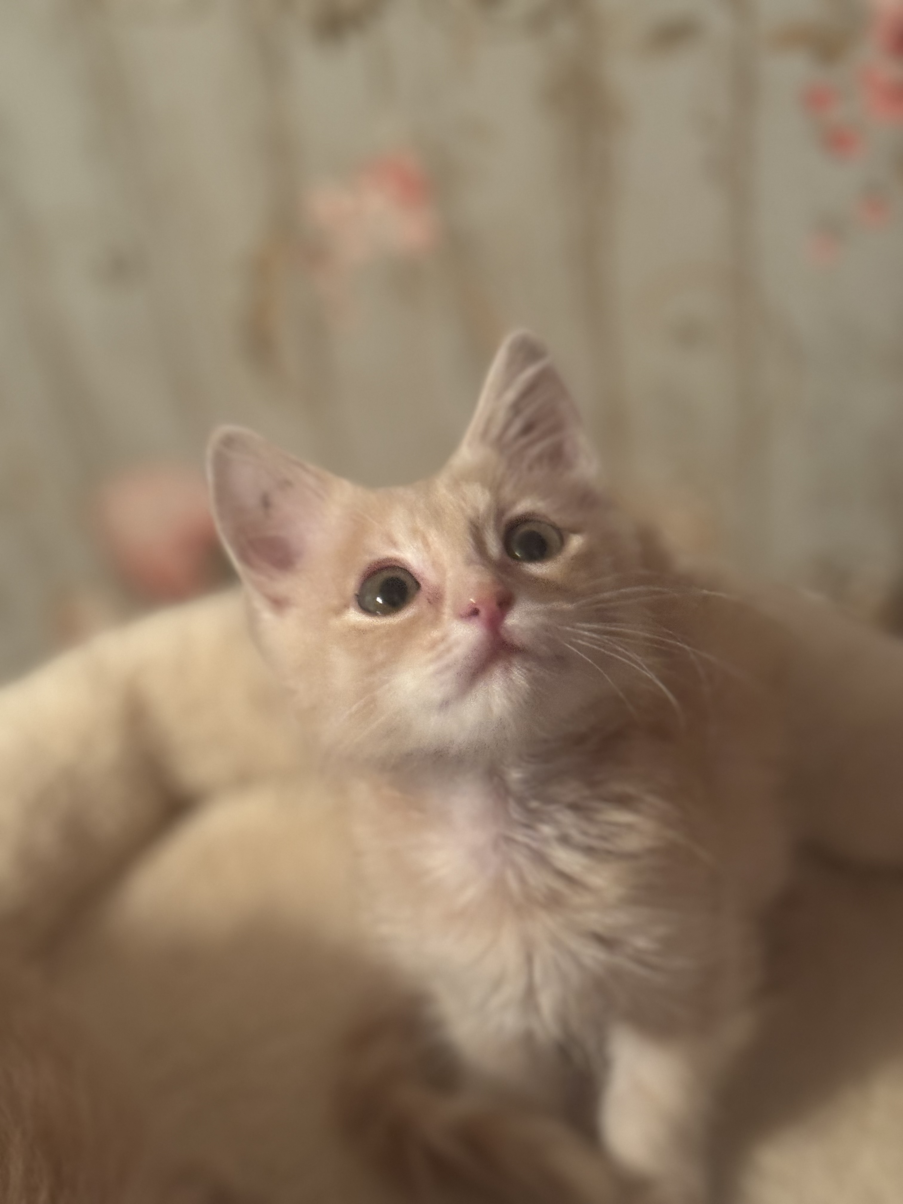 Picture of the Animal Listed