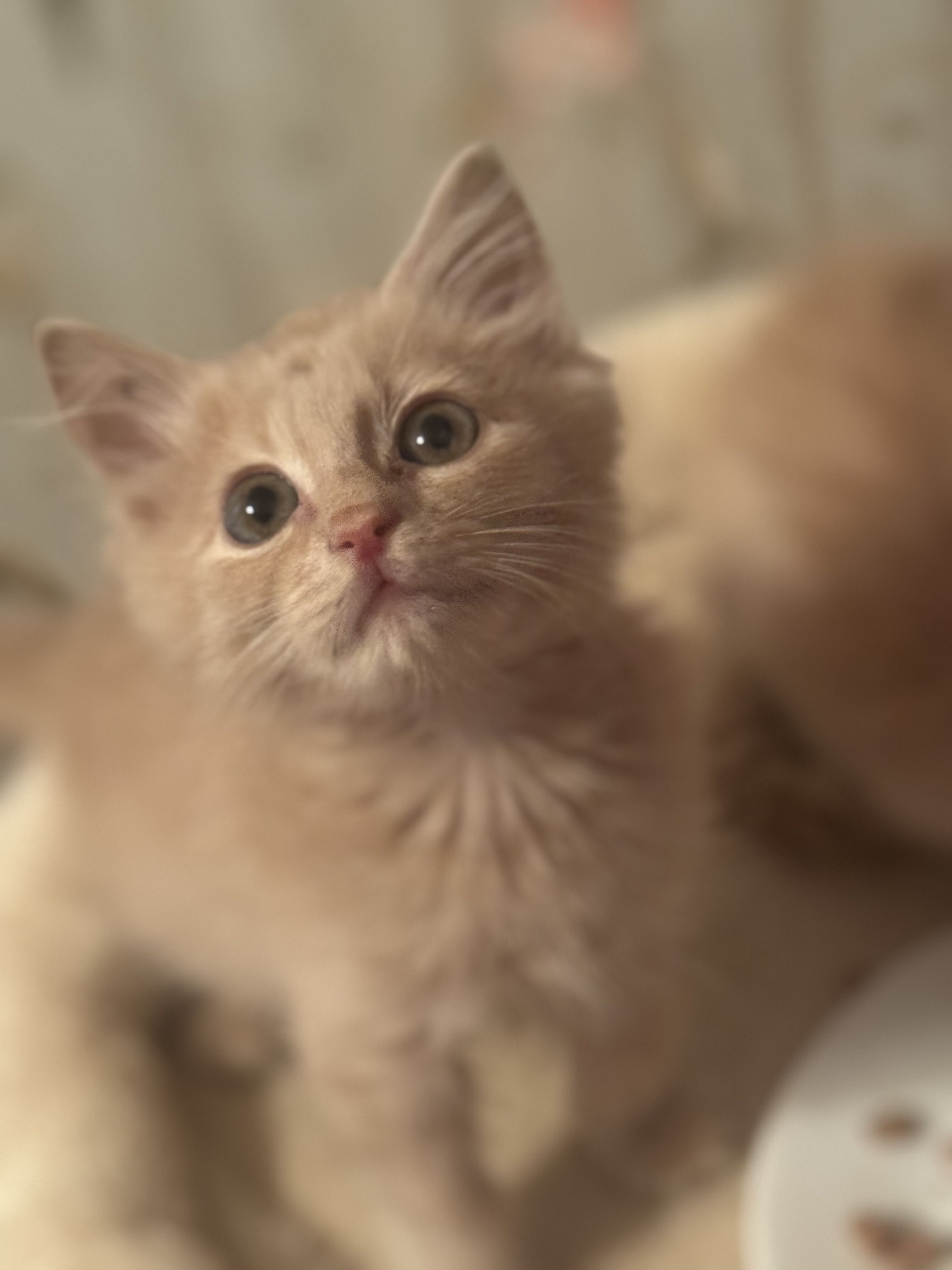 Picture of the Animal Listed