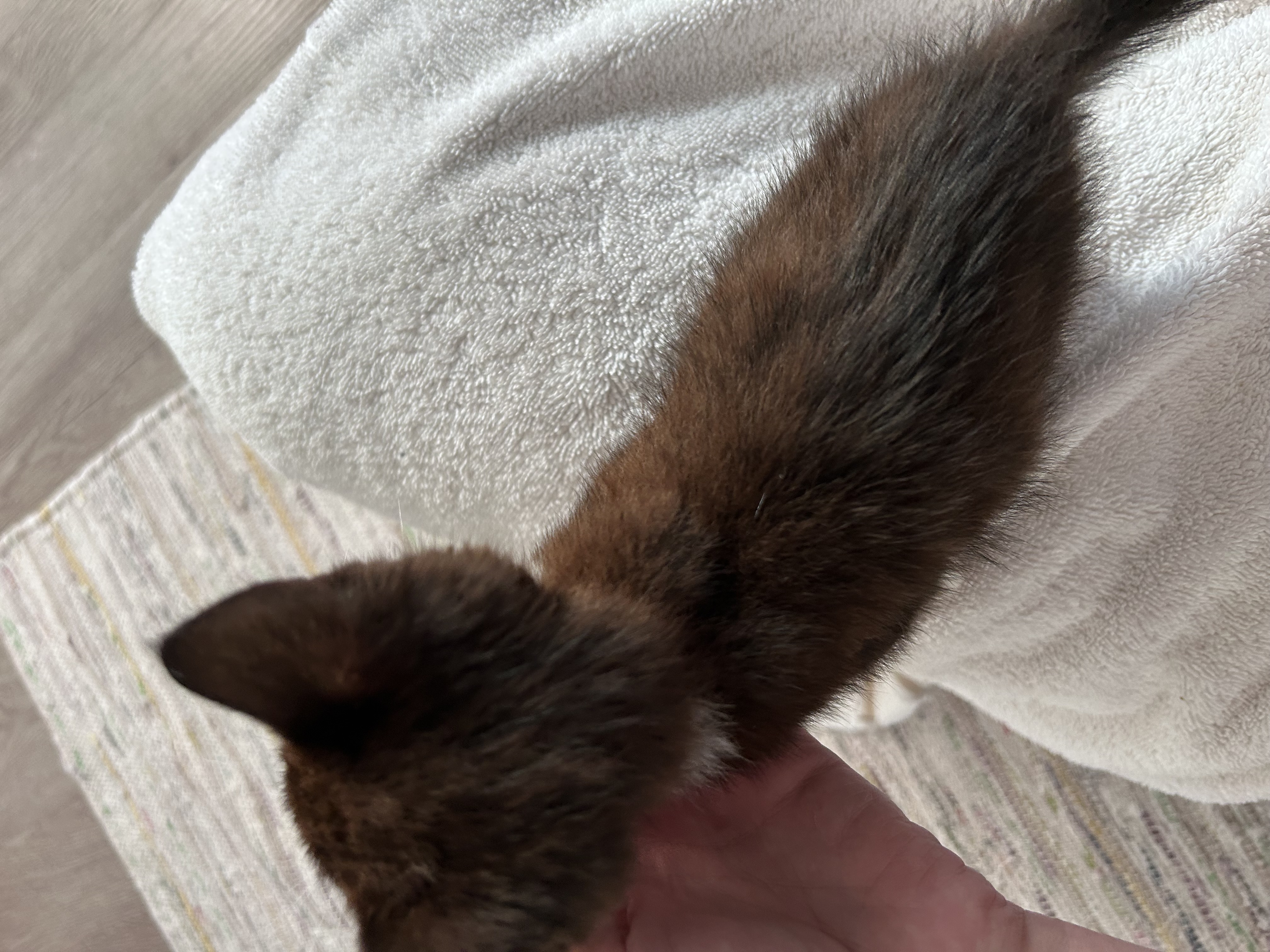 Picture of the Animal Listed