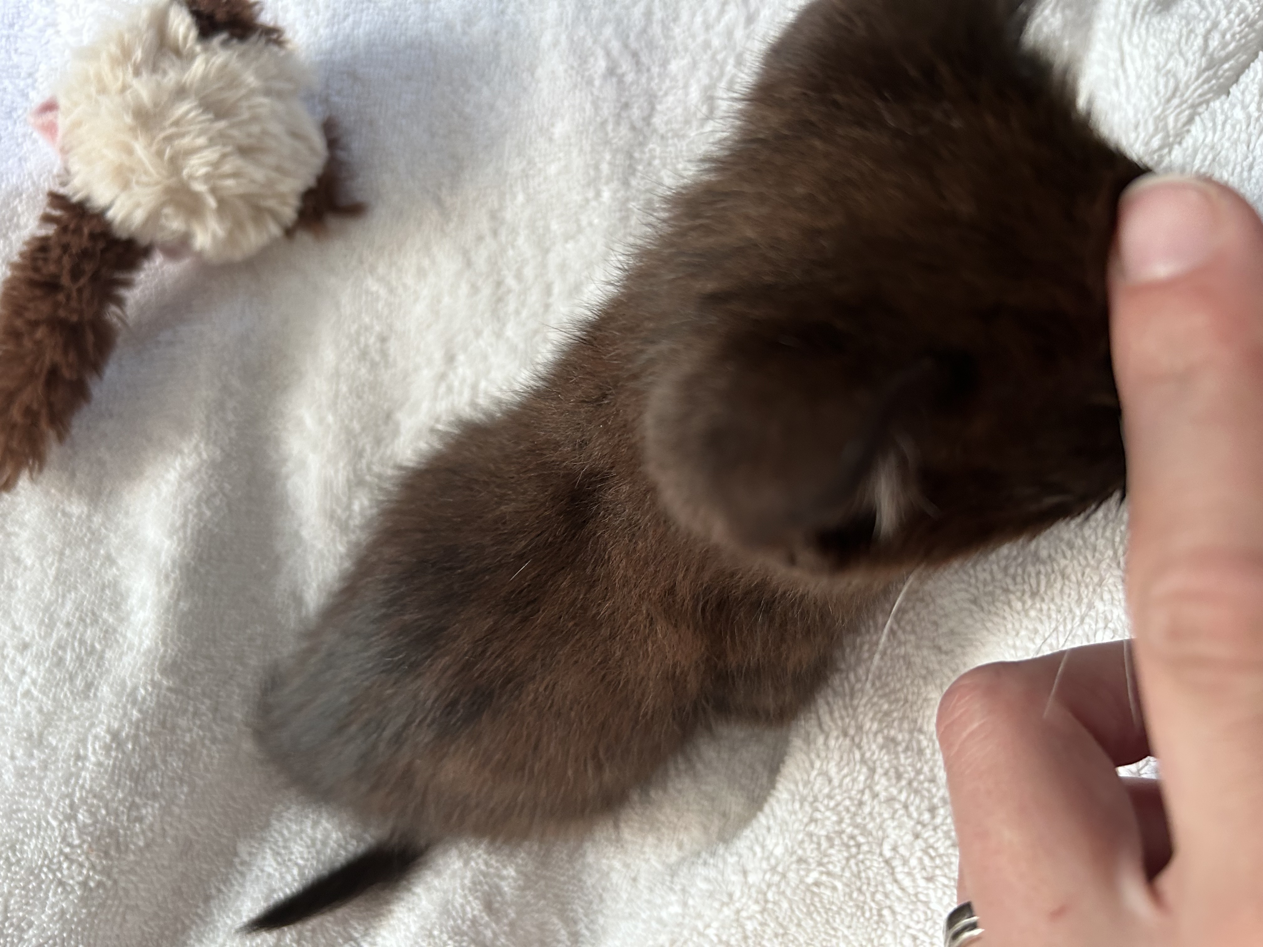 Picture of the Animal Listed
