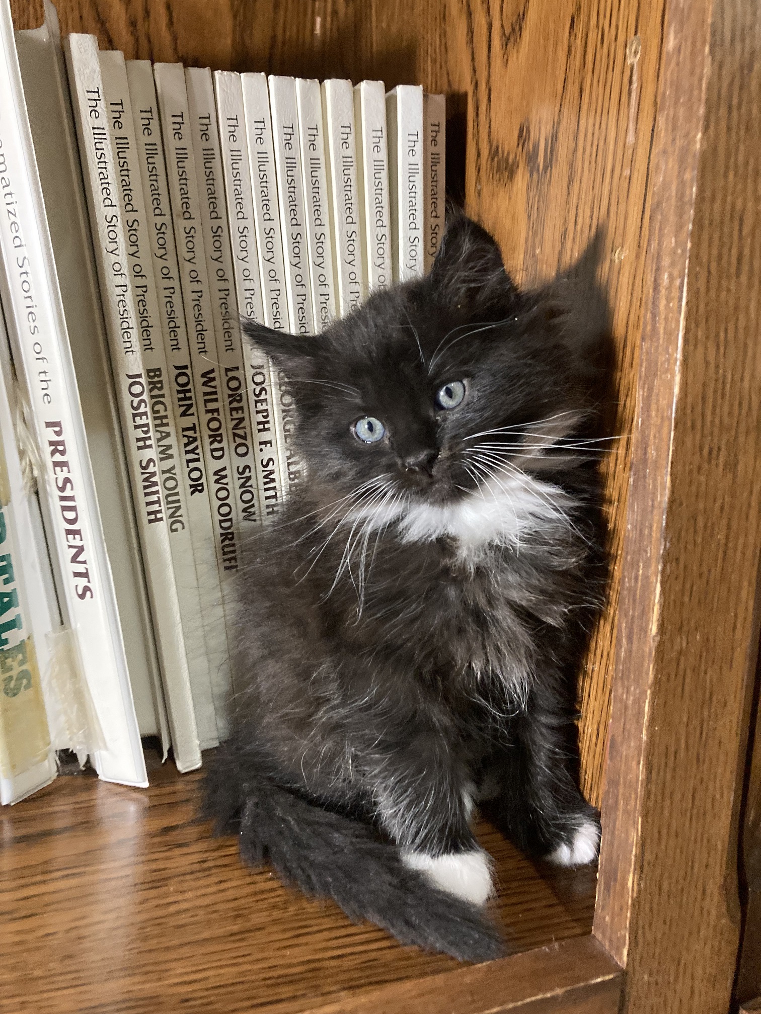 Picture of the Animal Listed