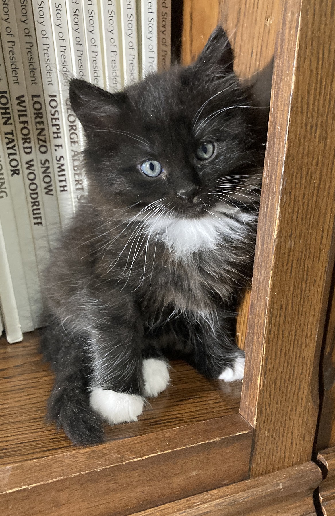 Picture of the Animal Listed
