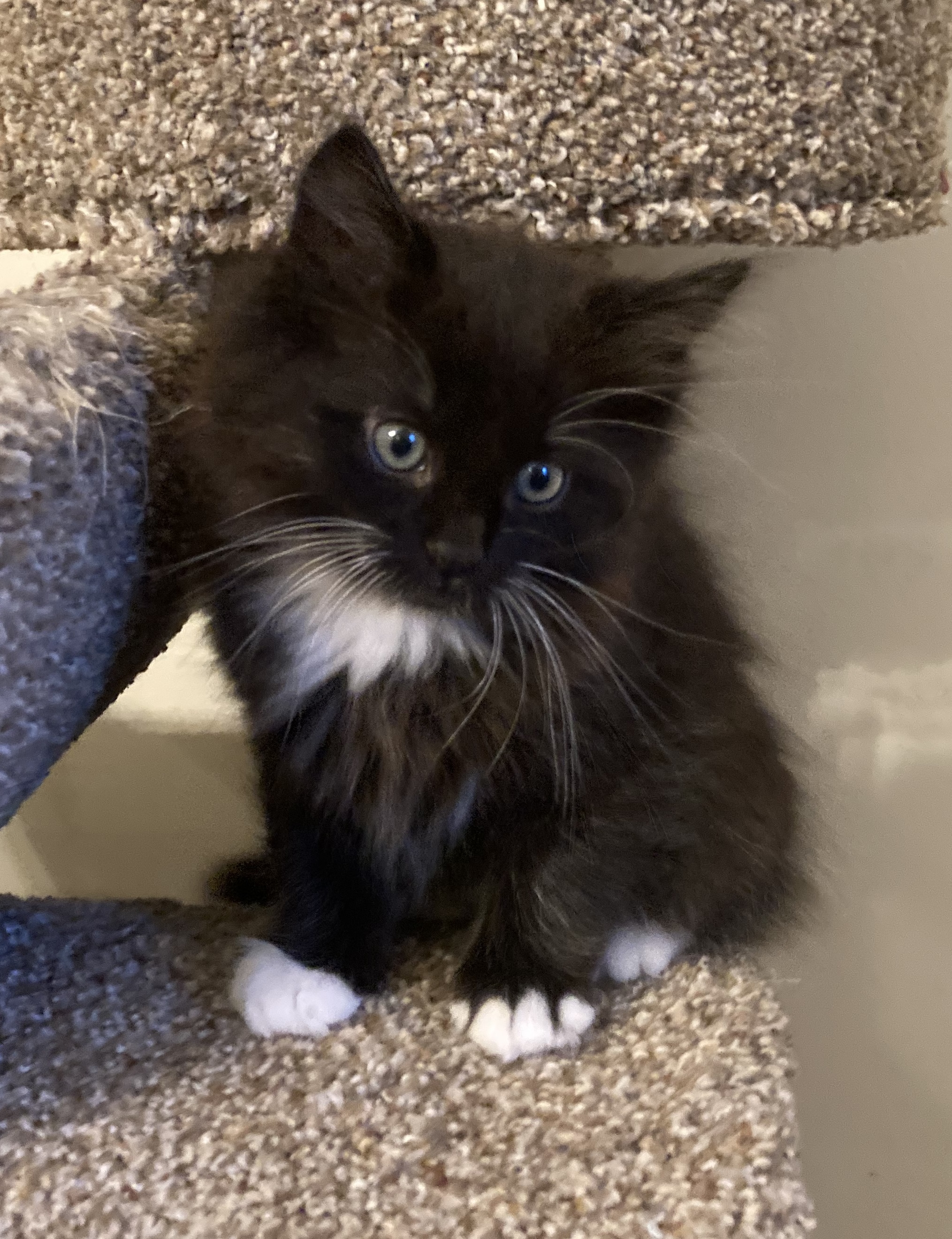 Picture of the Animal Listed