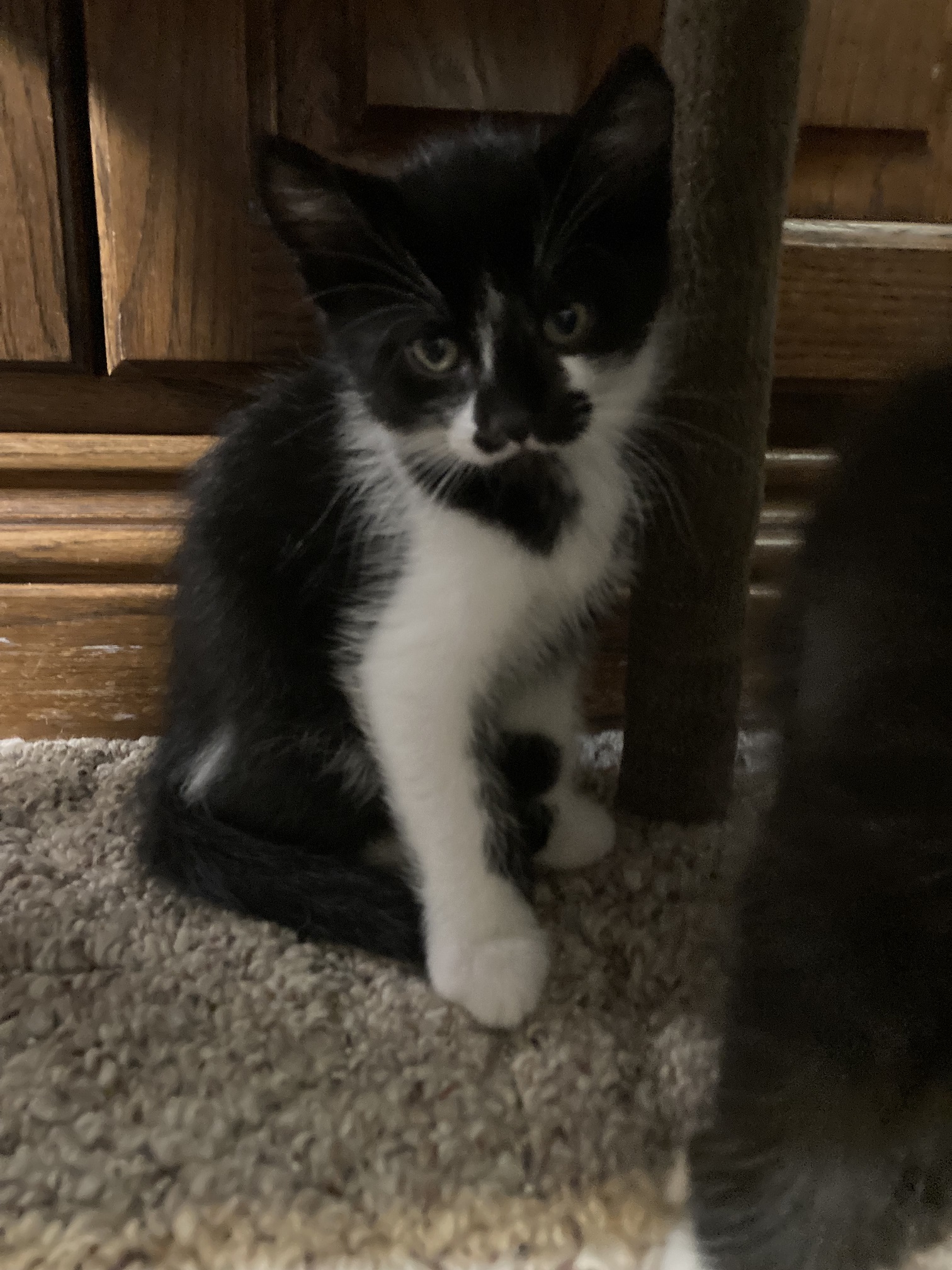 Picture of the Animal Listed