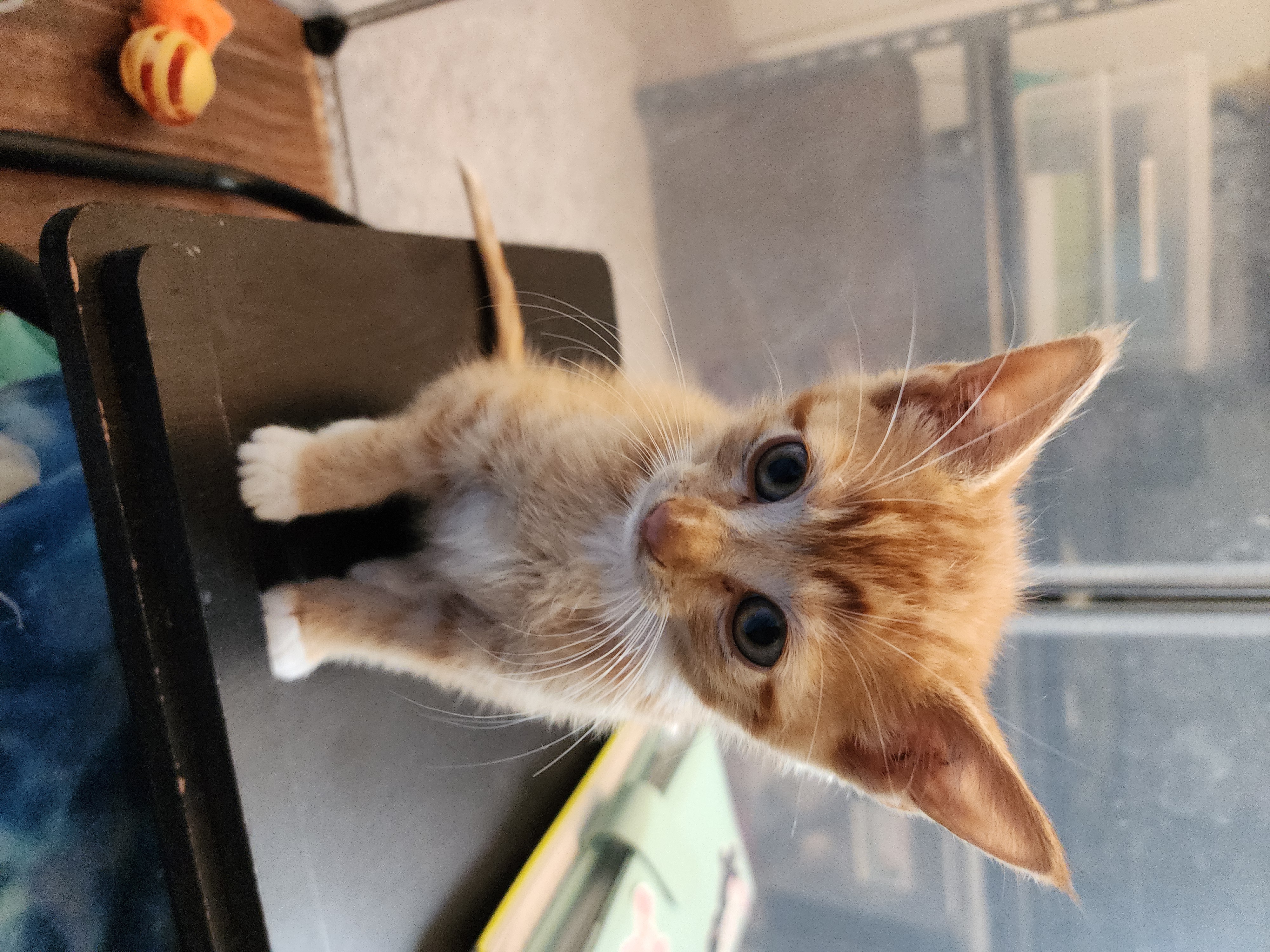 Picture of the Animal Listed