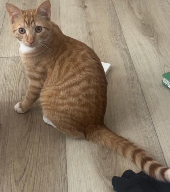 Picture of the Animal Listed