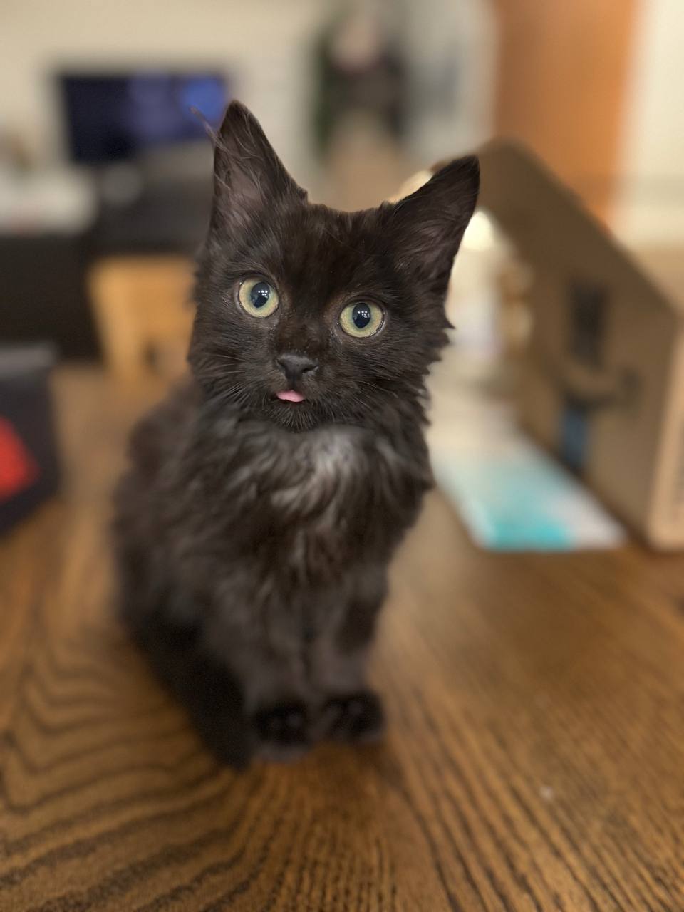 Picture of the Animal Listed