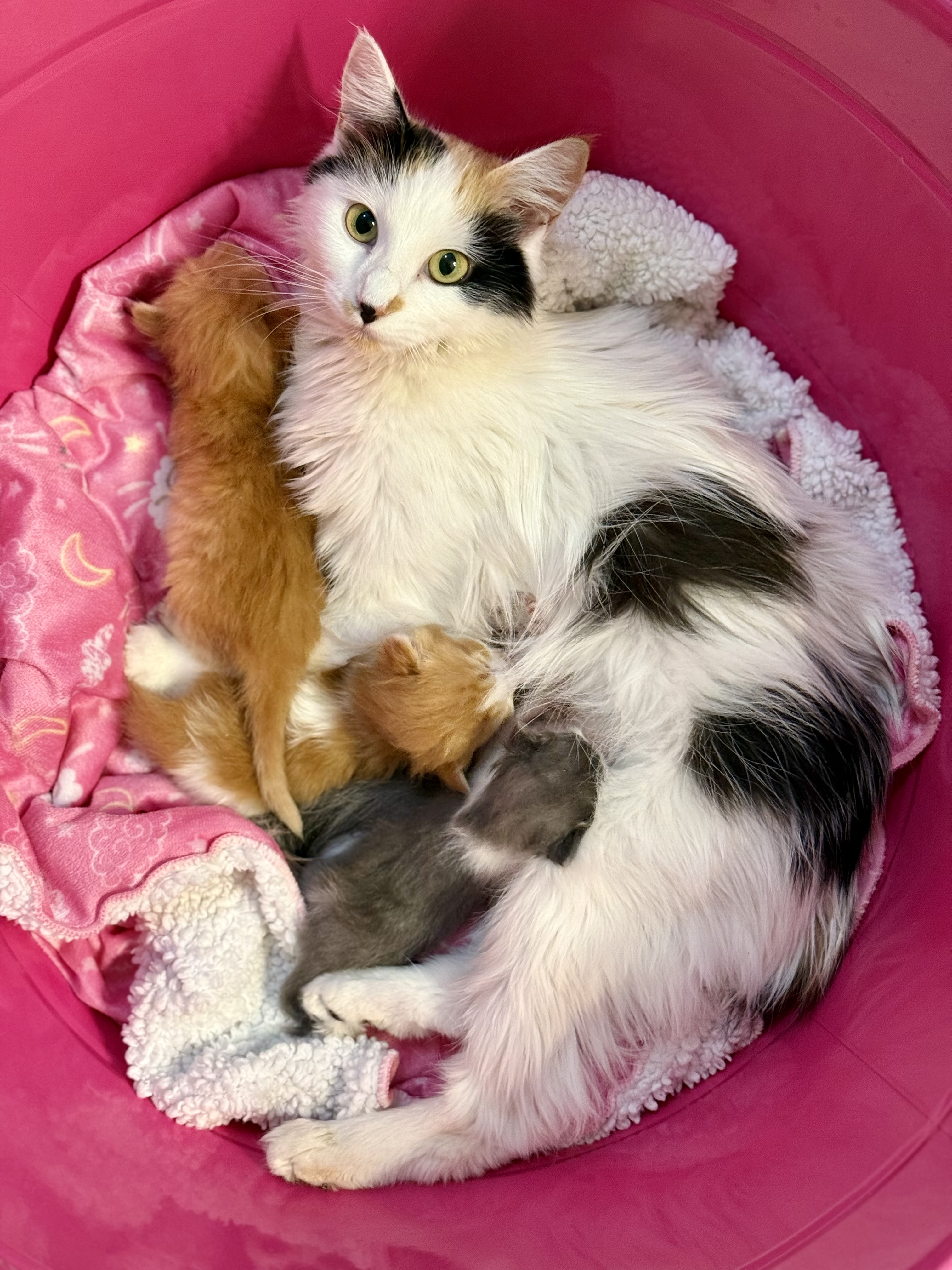Picture of the Animal Listed