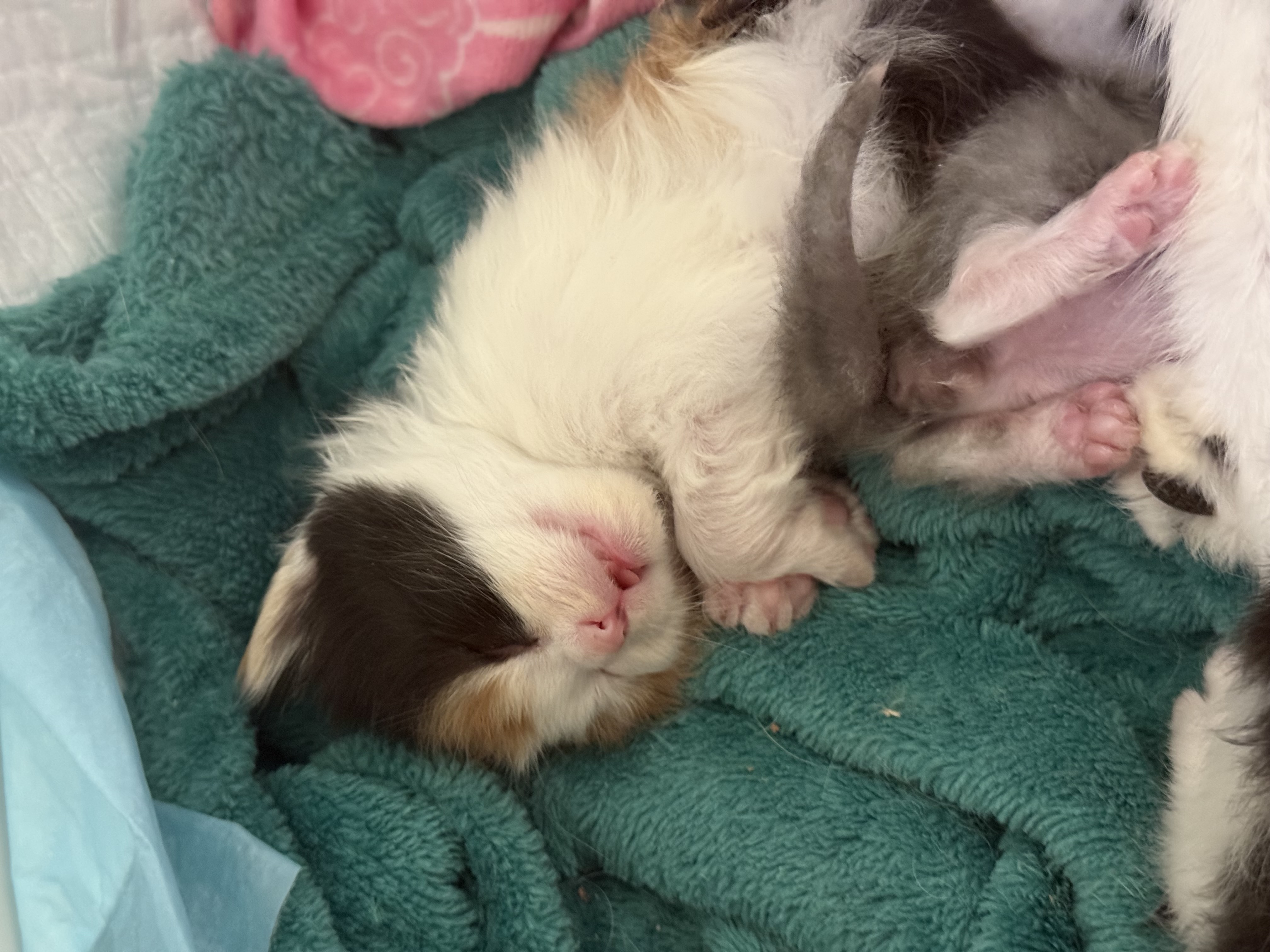Picture of the Animal Listed