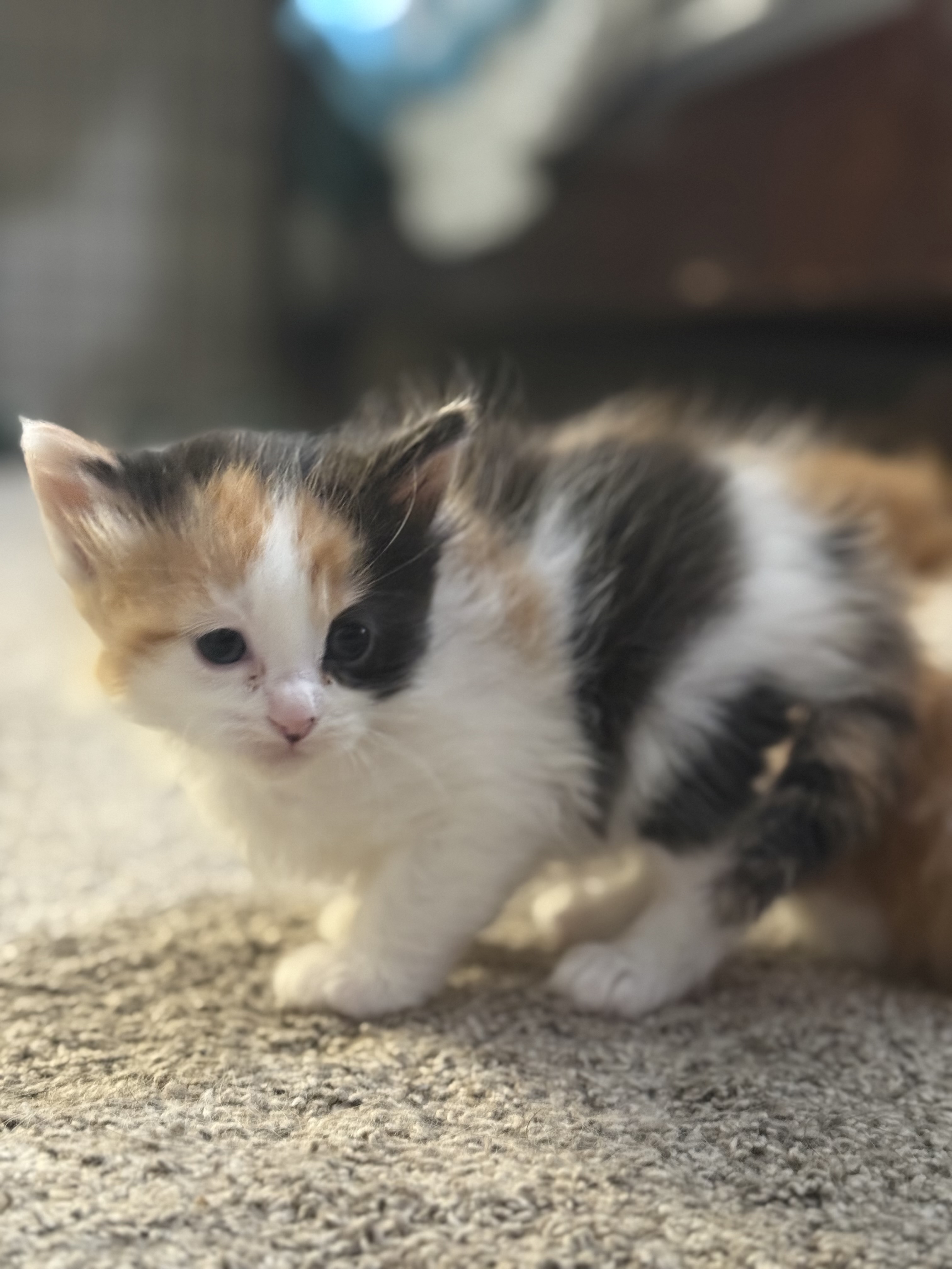 Picture of the Animal Listed