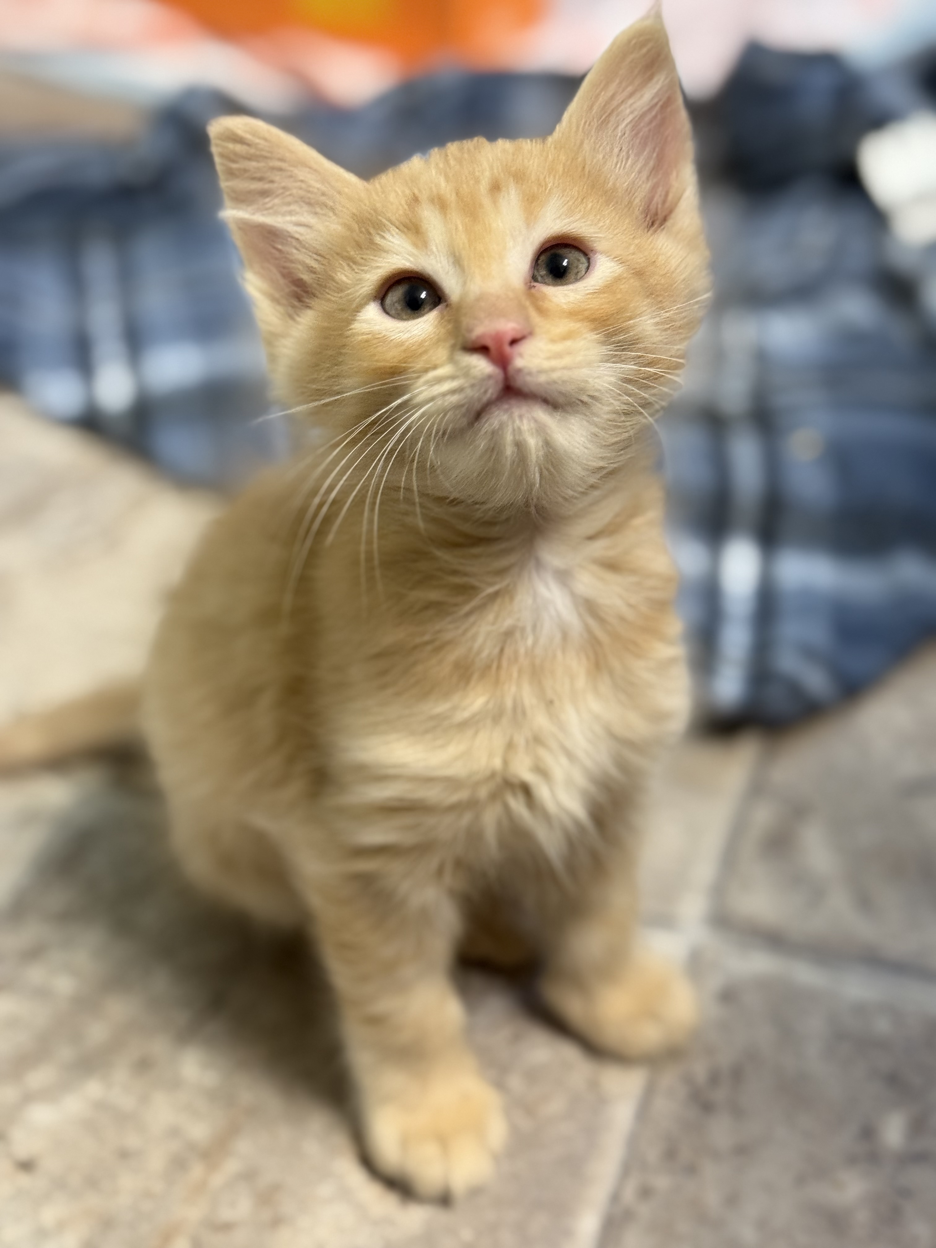 Picture of the Animal Listed