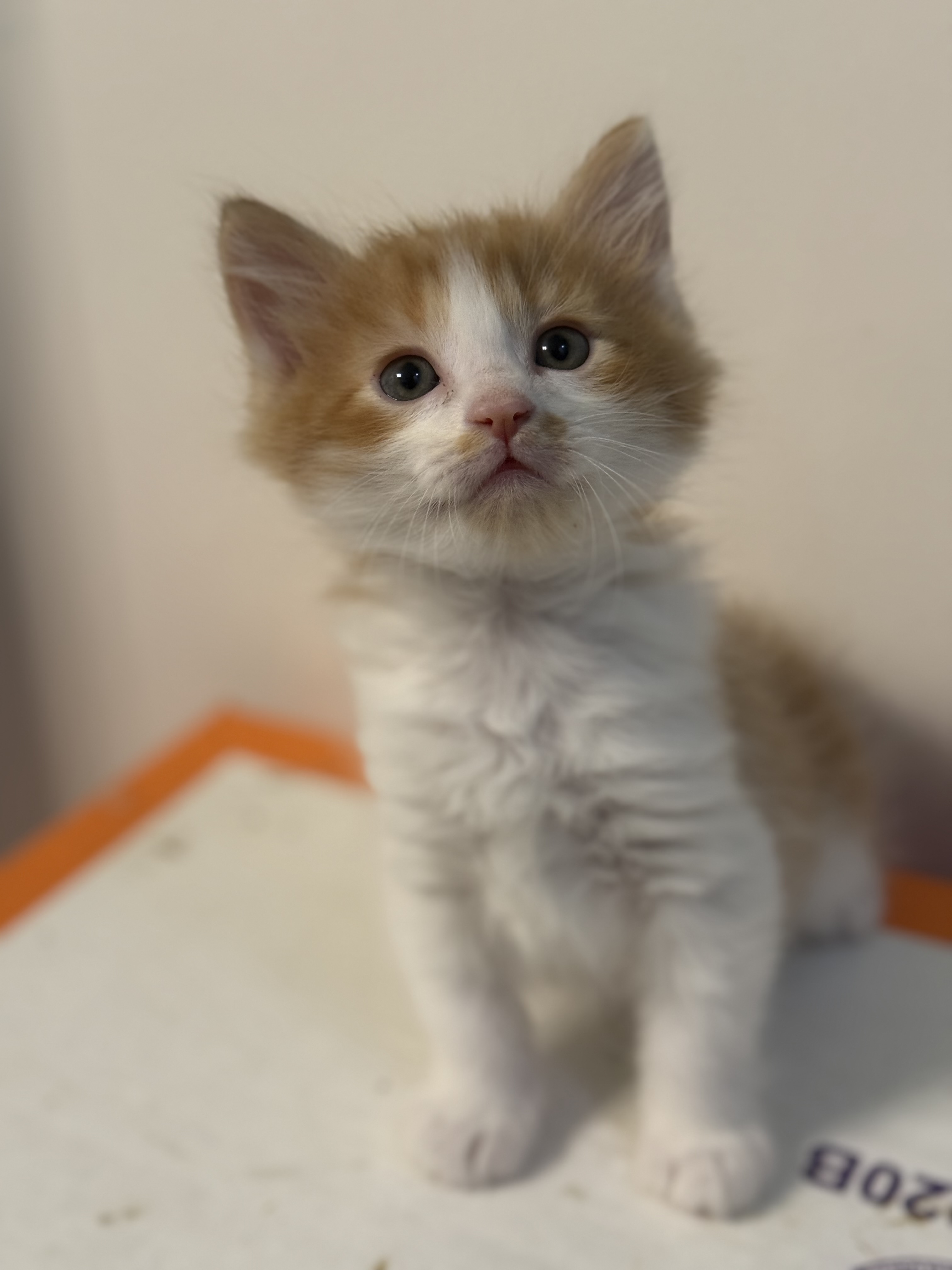 Picture of the Animal Listed