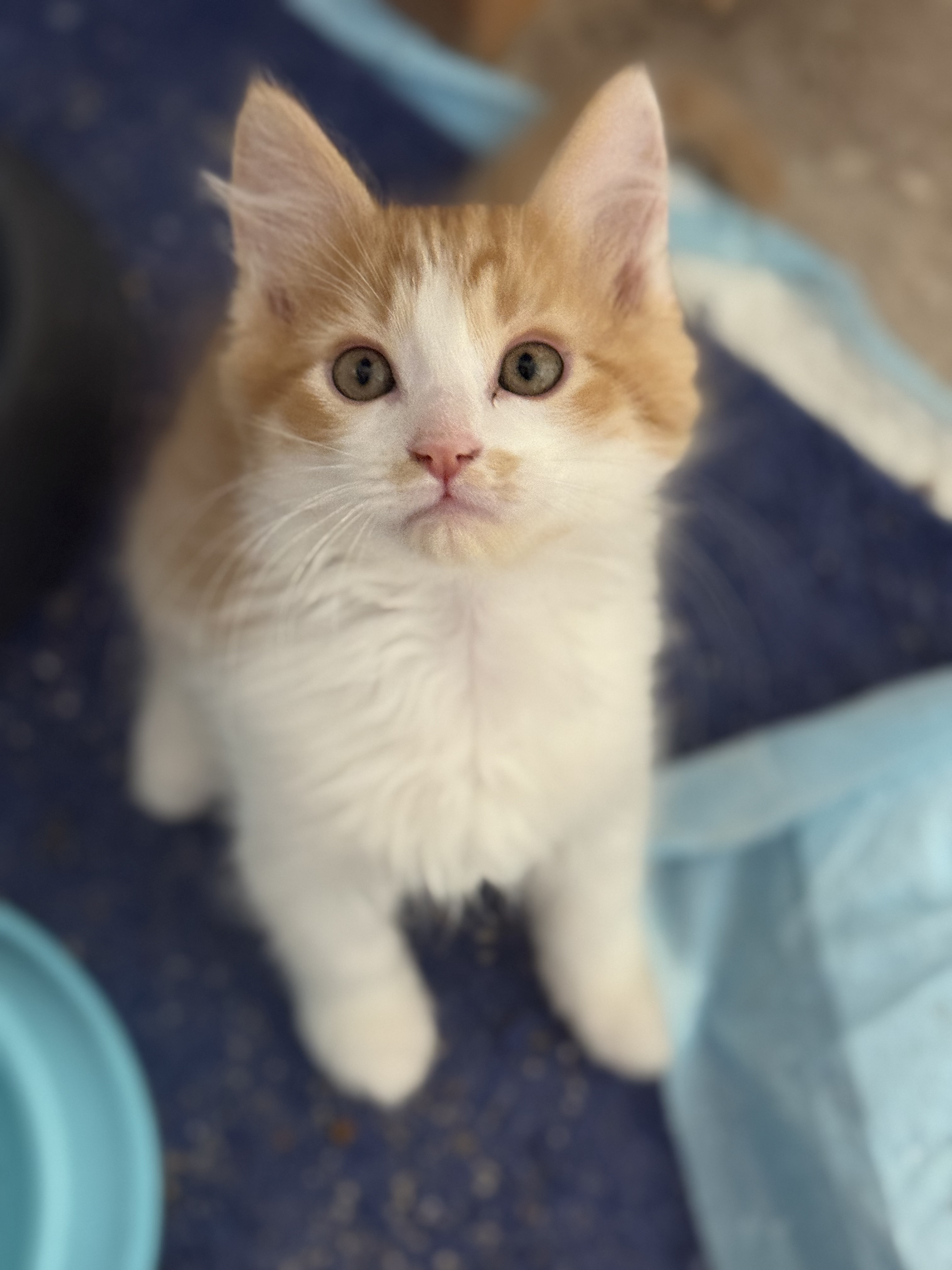Picture of the Animal Listed