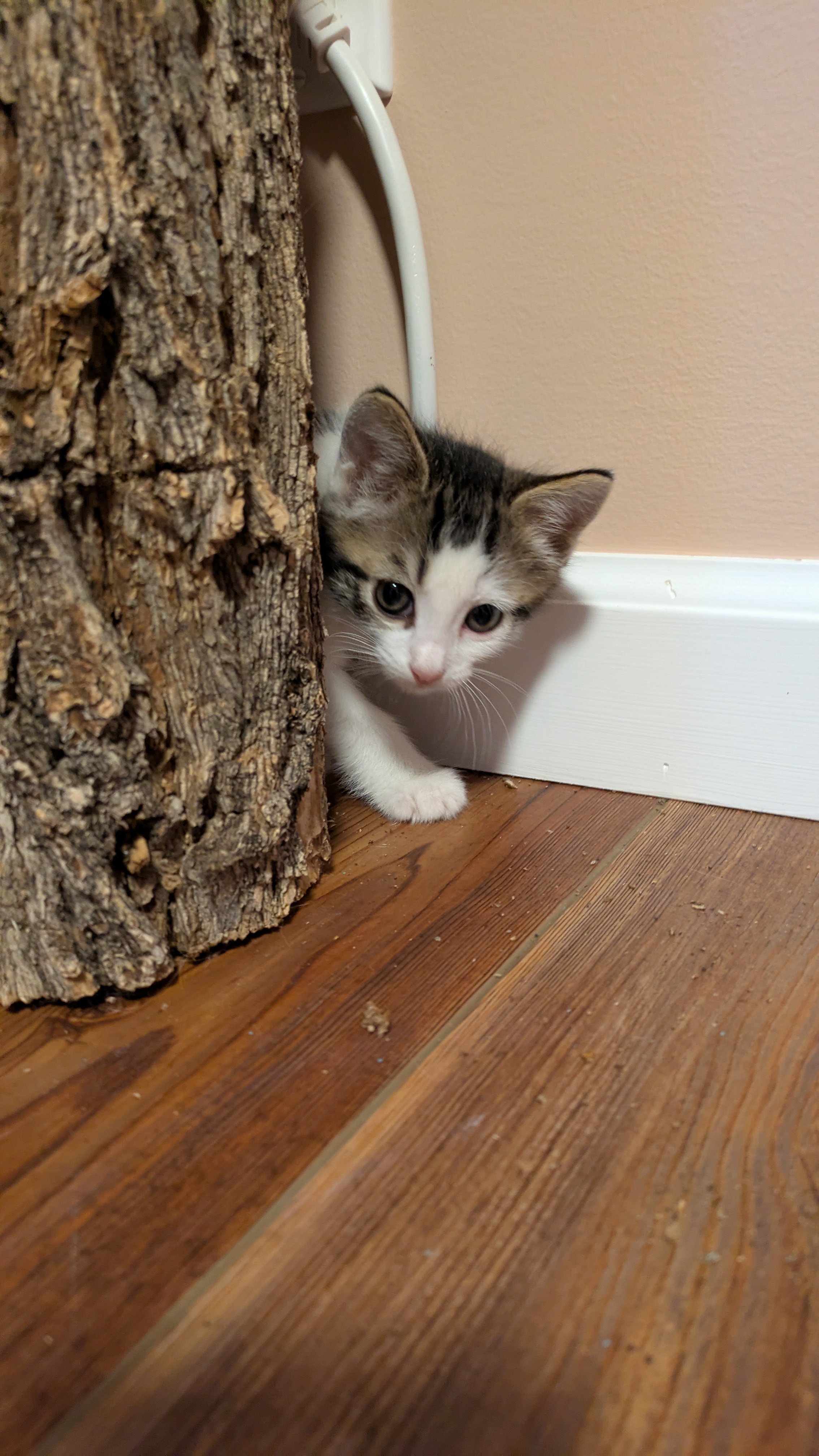 Picture of the Animal Listed
