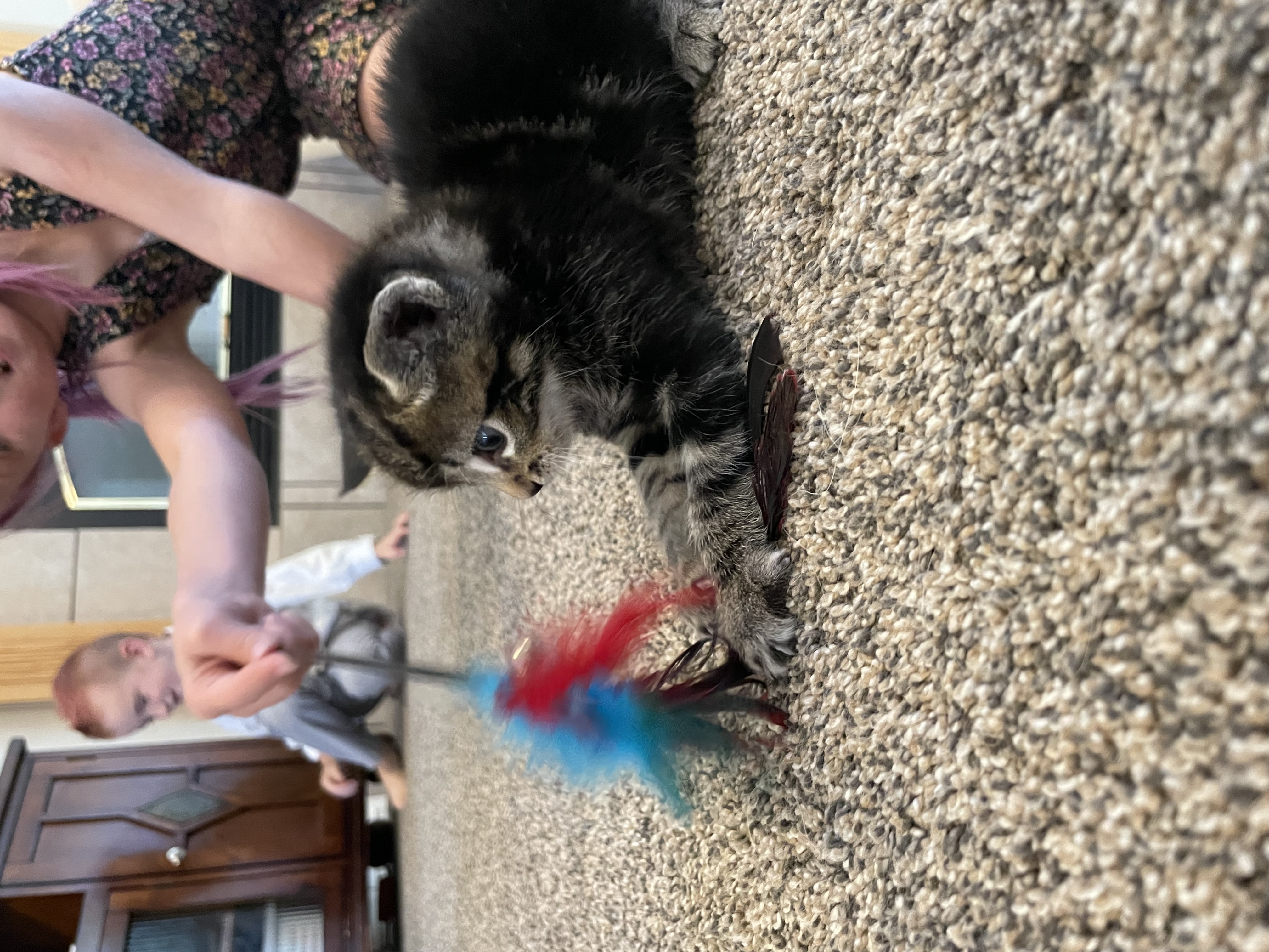 Picture of the Animal Listed