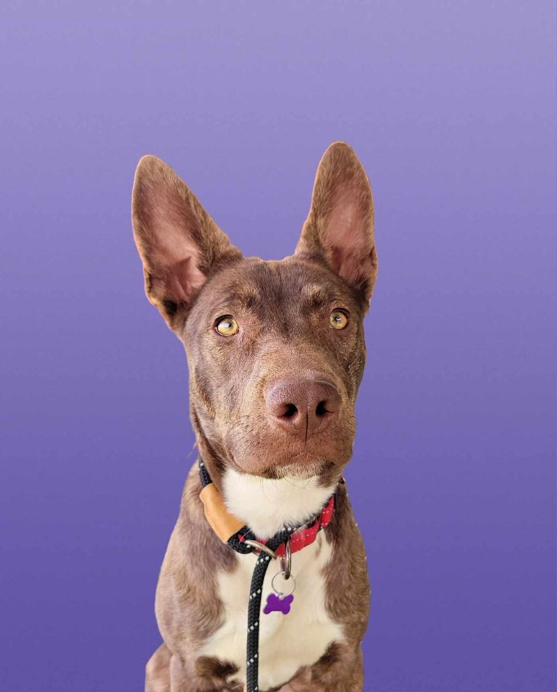 Picture of the Animal Listed