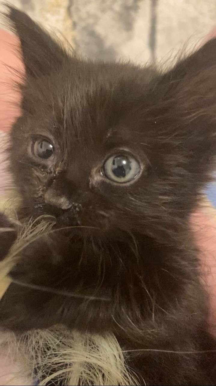Picture of the Animal Listed