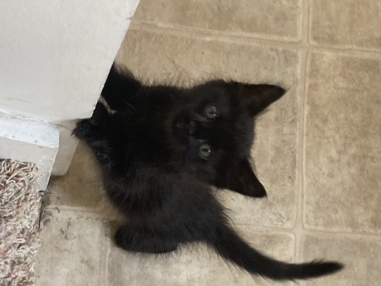 Picture of the Animal Listed